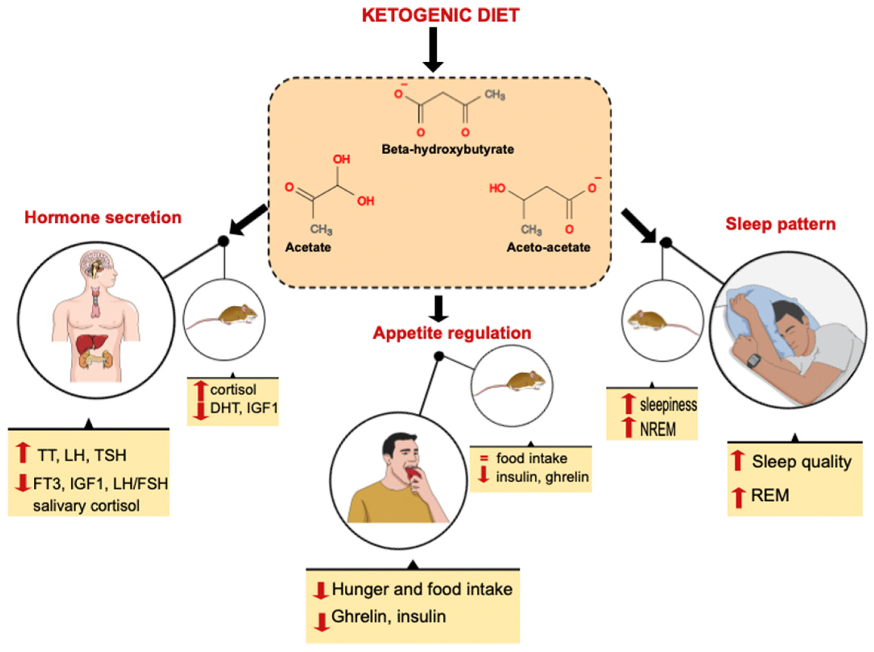Nutrients Free Full-Text The Influence of Ketone Bodies on Circadian Processes Regarding Appetite, Sleep and Hormone Release A Systematic Review of the Literature image
