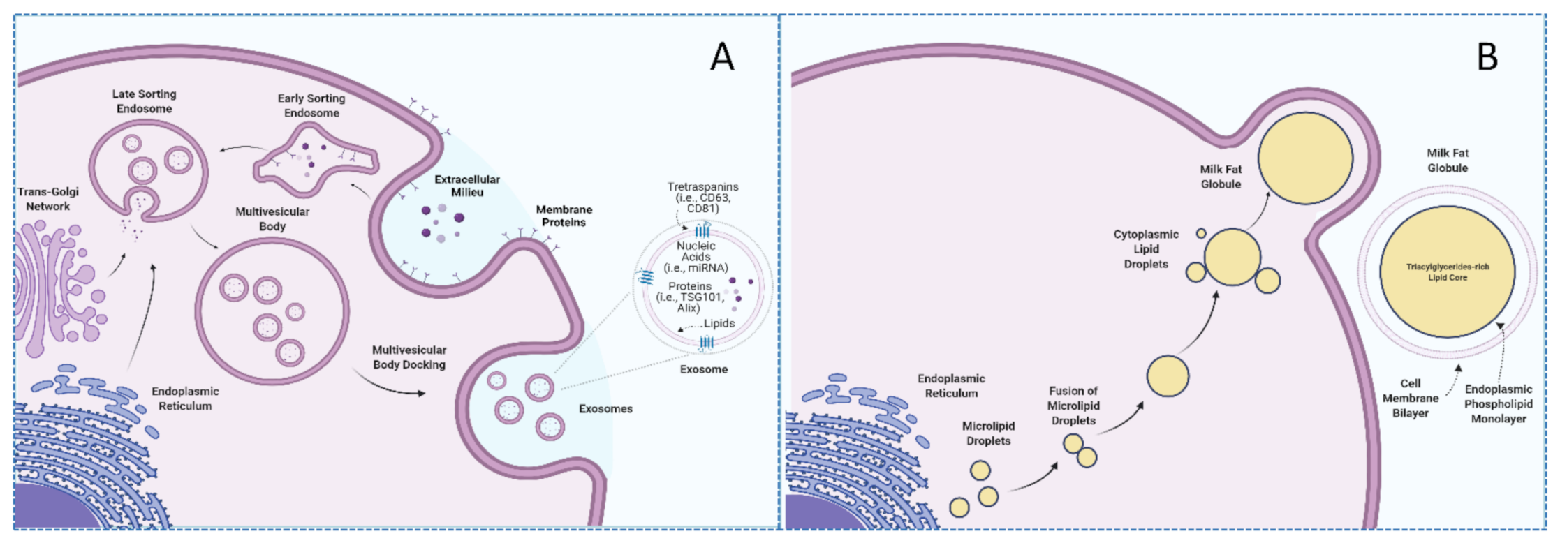 Nutrients 14 01442 g001 Nutrients 14 01442 g001