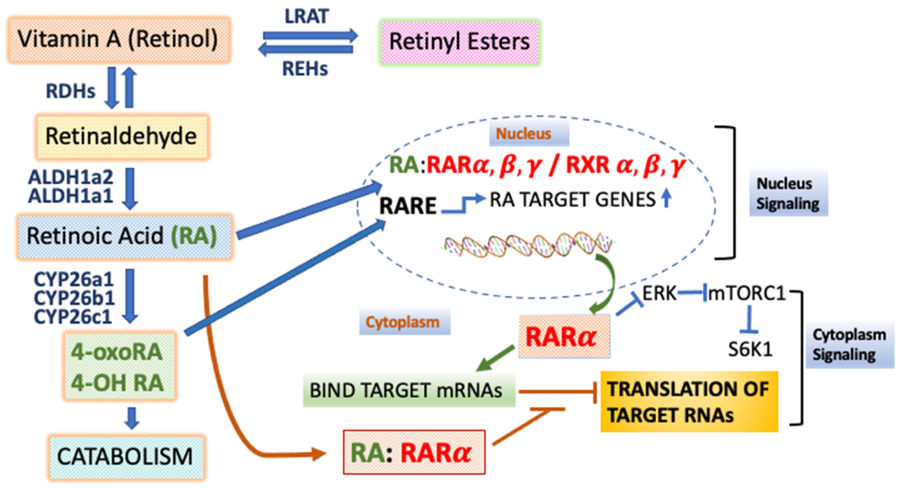 Nutrients 14 01456 g001 Nutrients 14 01456 g001