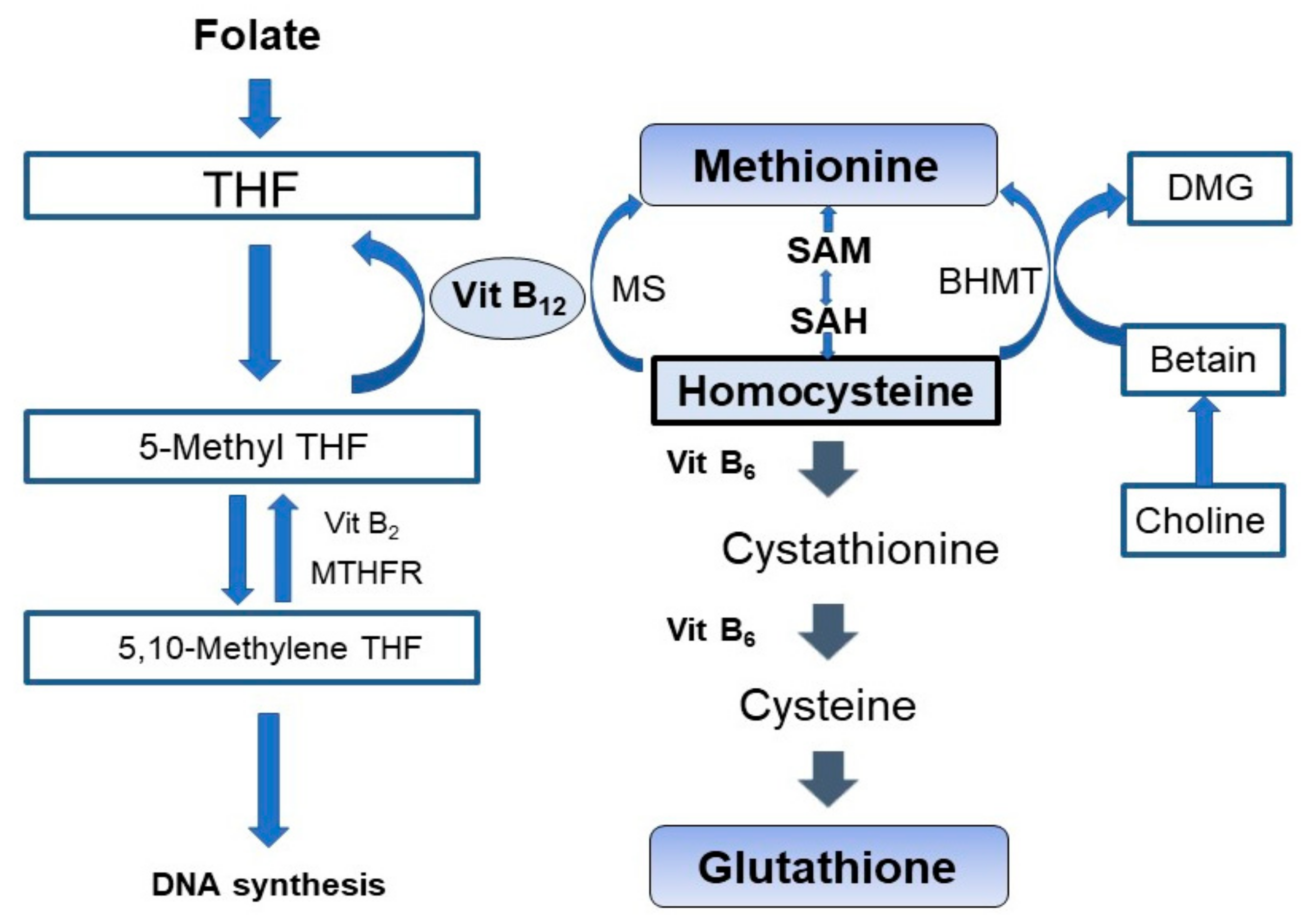 Vitamin B12 Metabolism Pathway