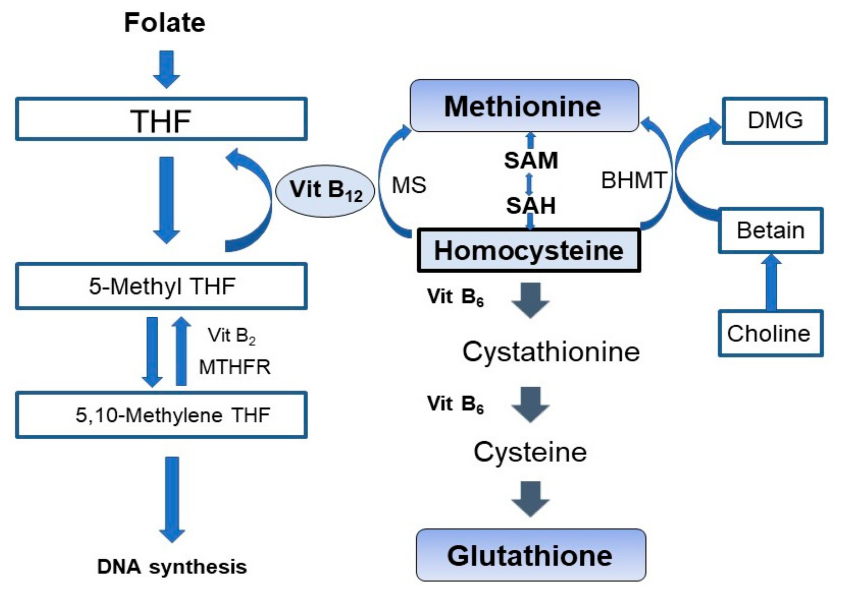 Nutrients Free Full Text Influences Of Vitamin B12 Supplementation 
