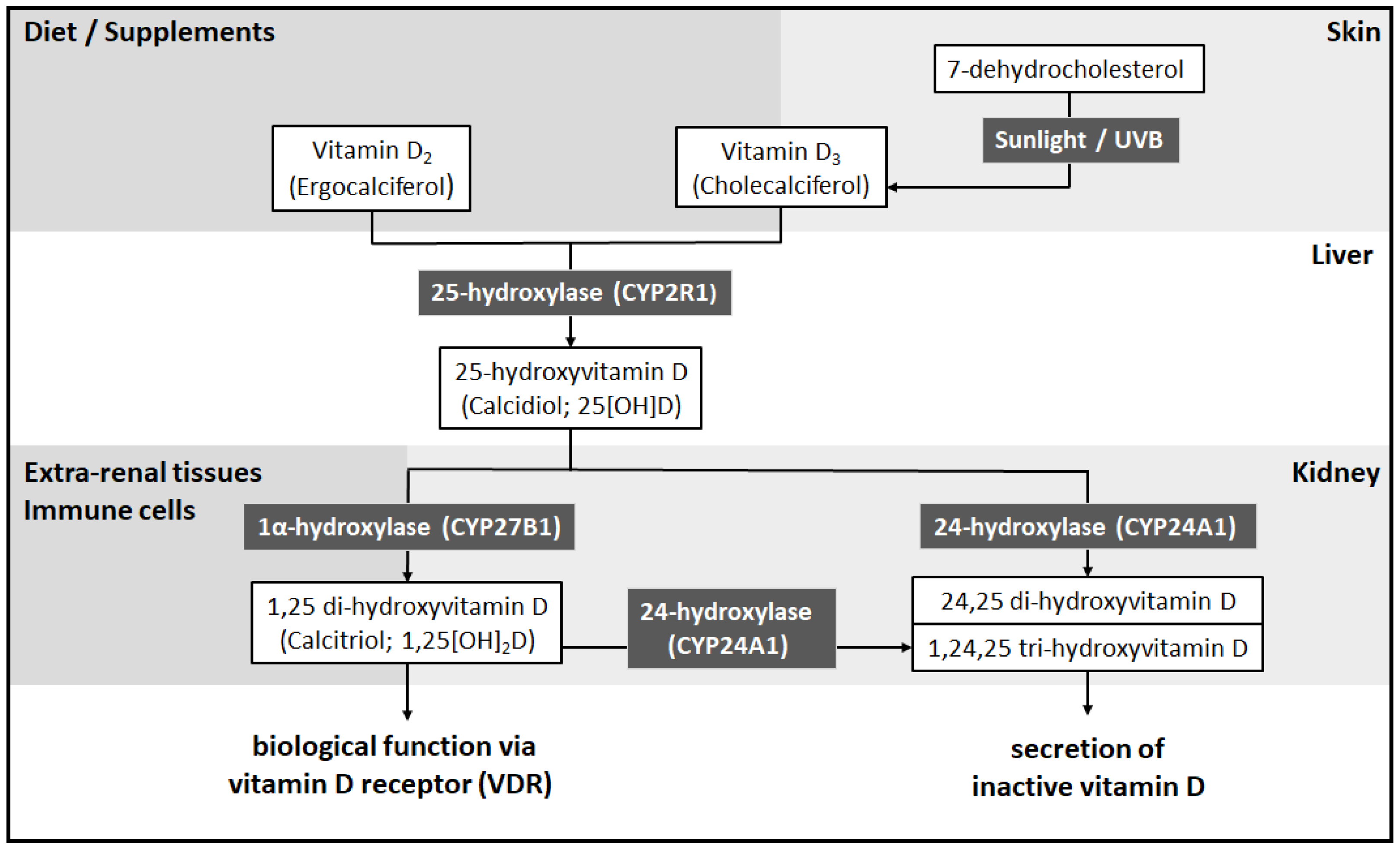 Nutrients 14 01538 g001