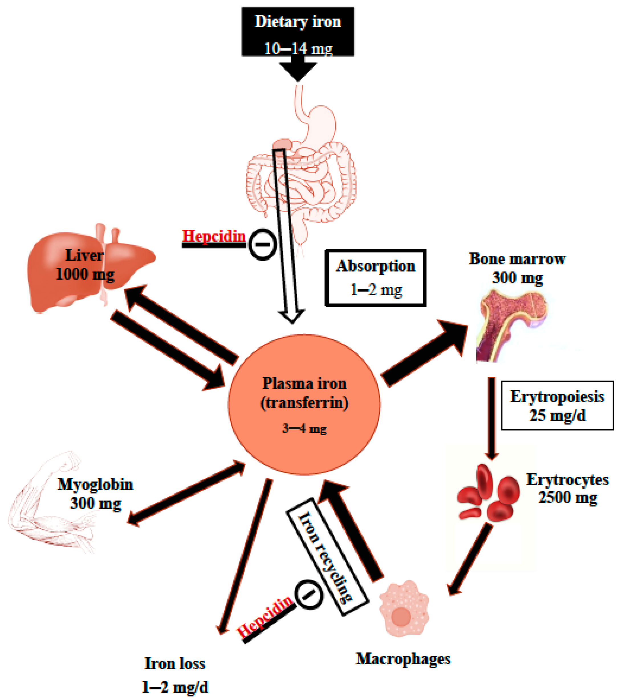 2: Iron absorption and recycle in human body