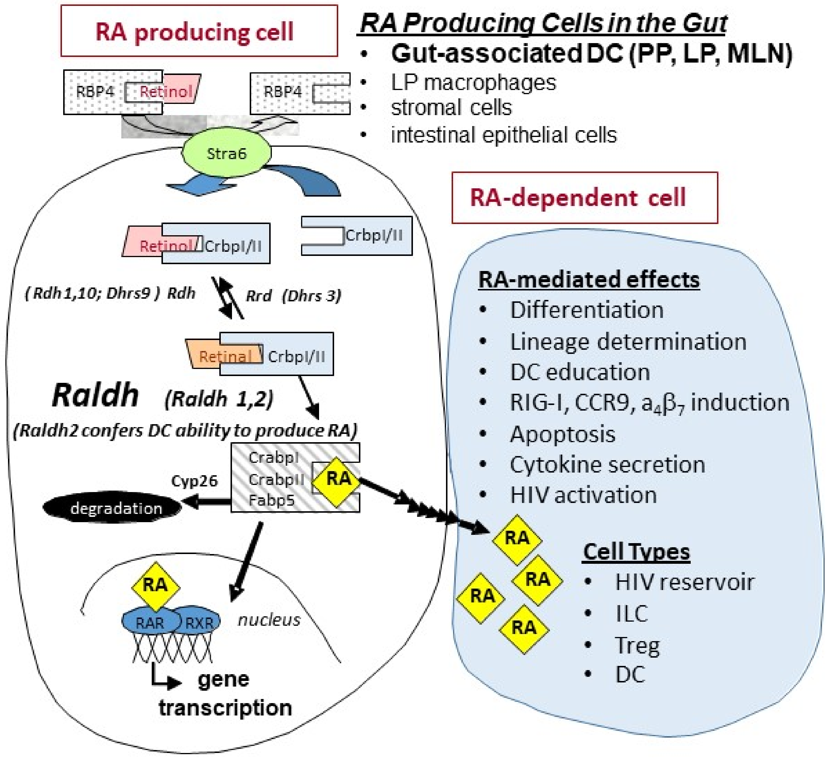Nutrients 14 01611 g001 Nutrients 14 01611 g001