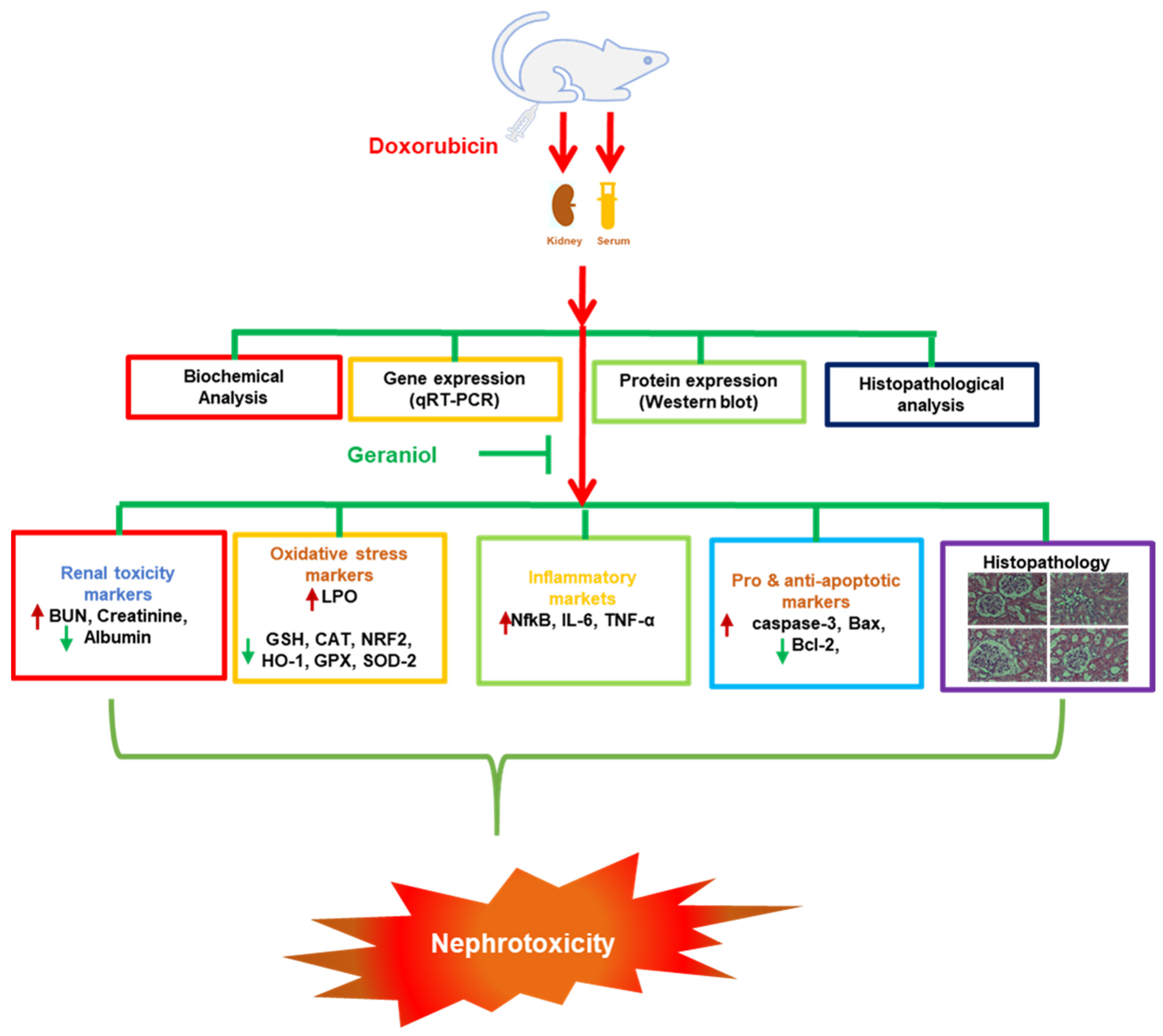 Nutrients 14 01620 g007