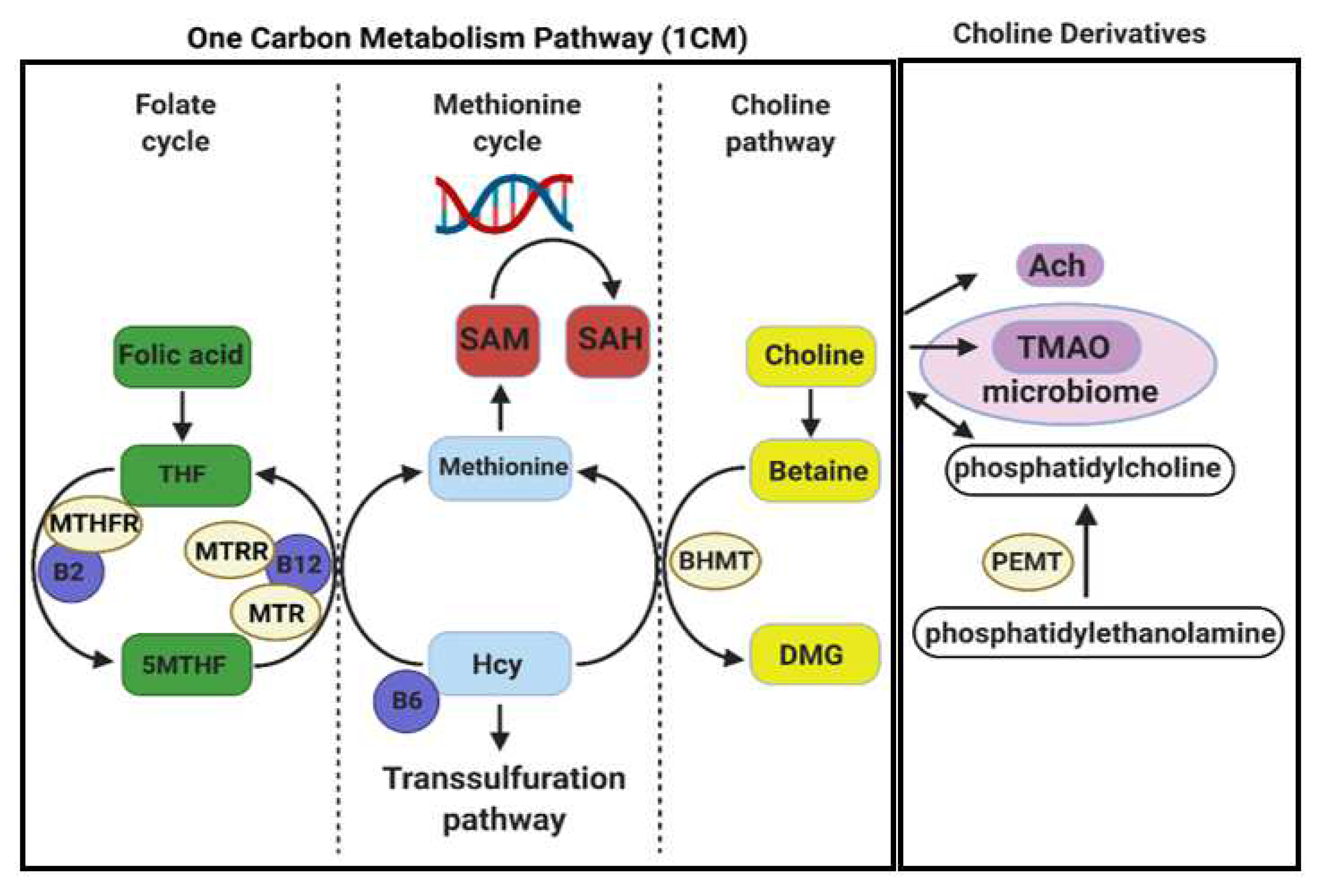 Nutrients 14 01874 g001