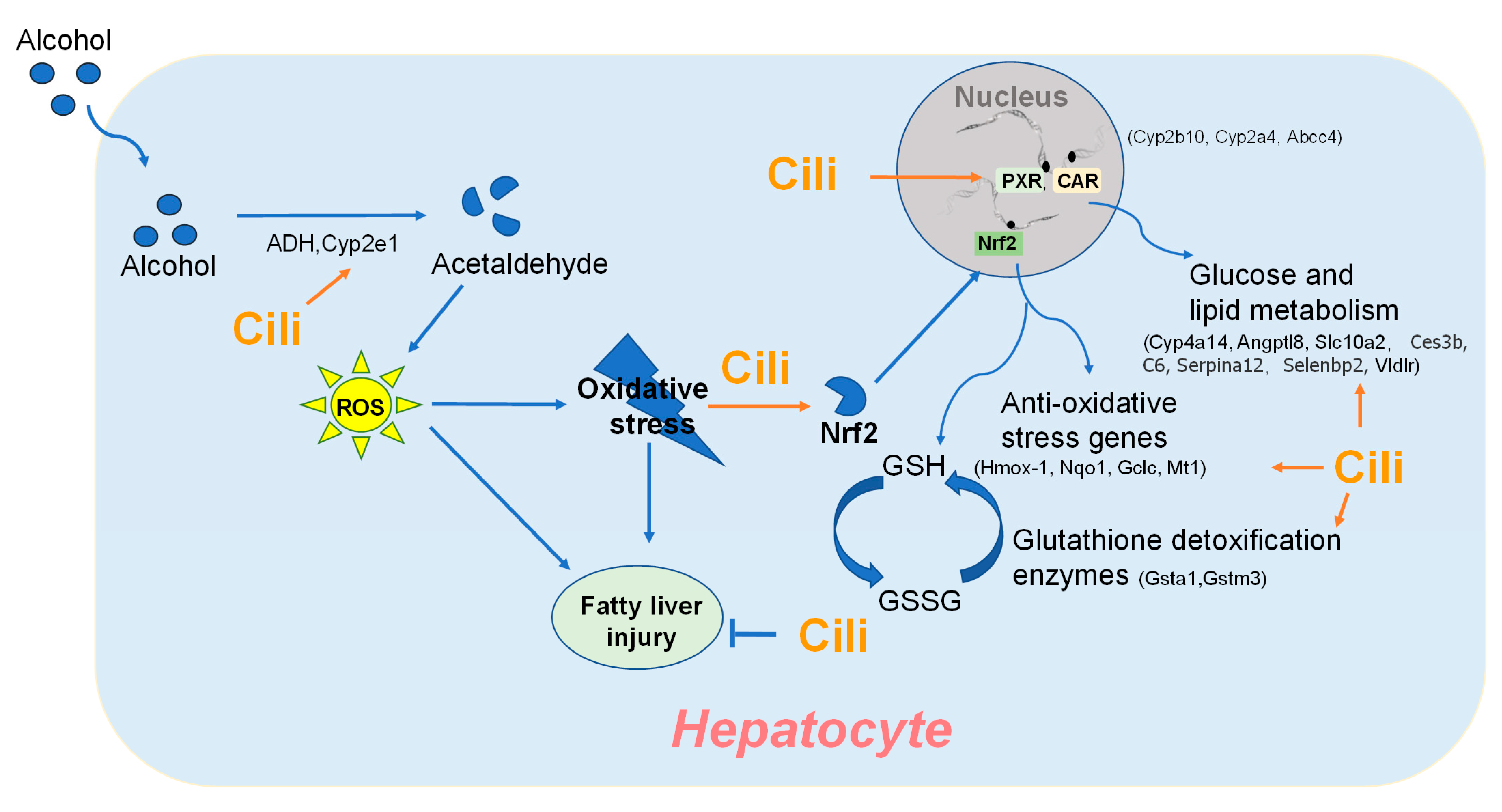Nutrients 14 01974 g010 550