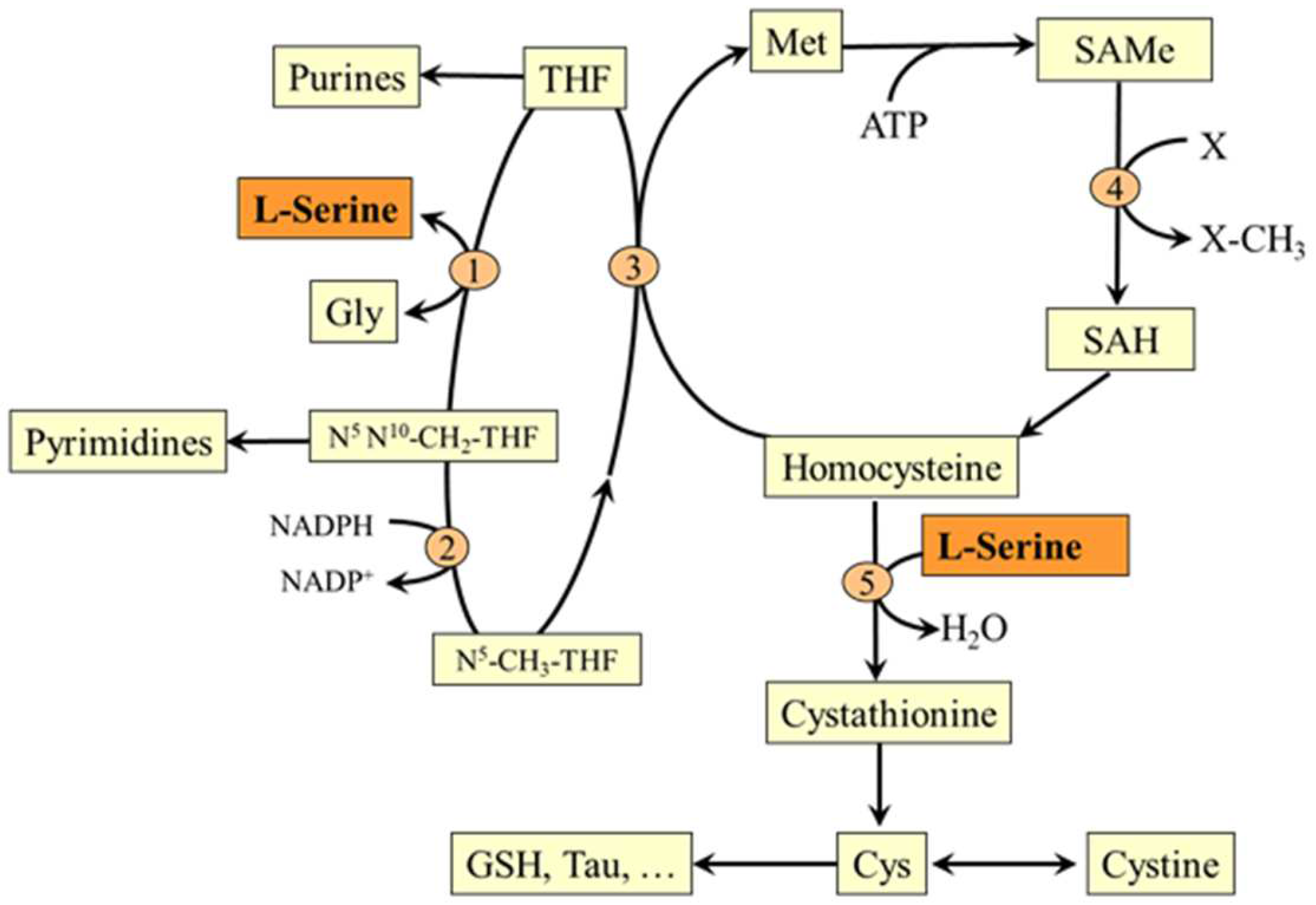 Nutrients 14 01987 g006 Nutrients 14 01987 g006