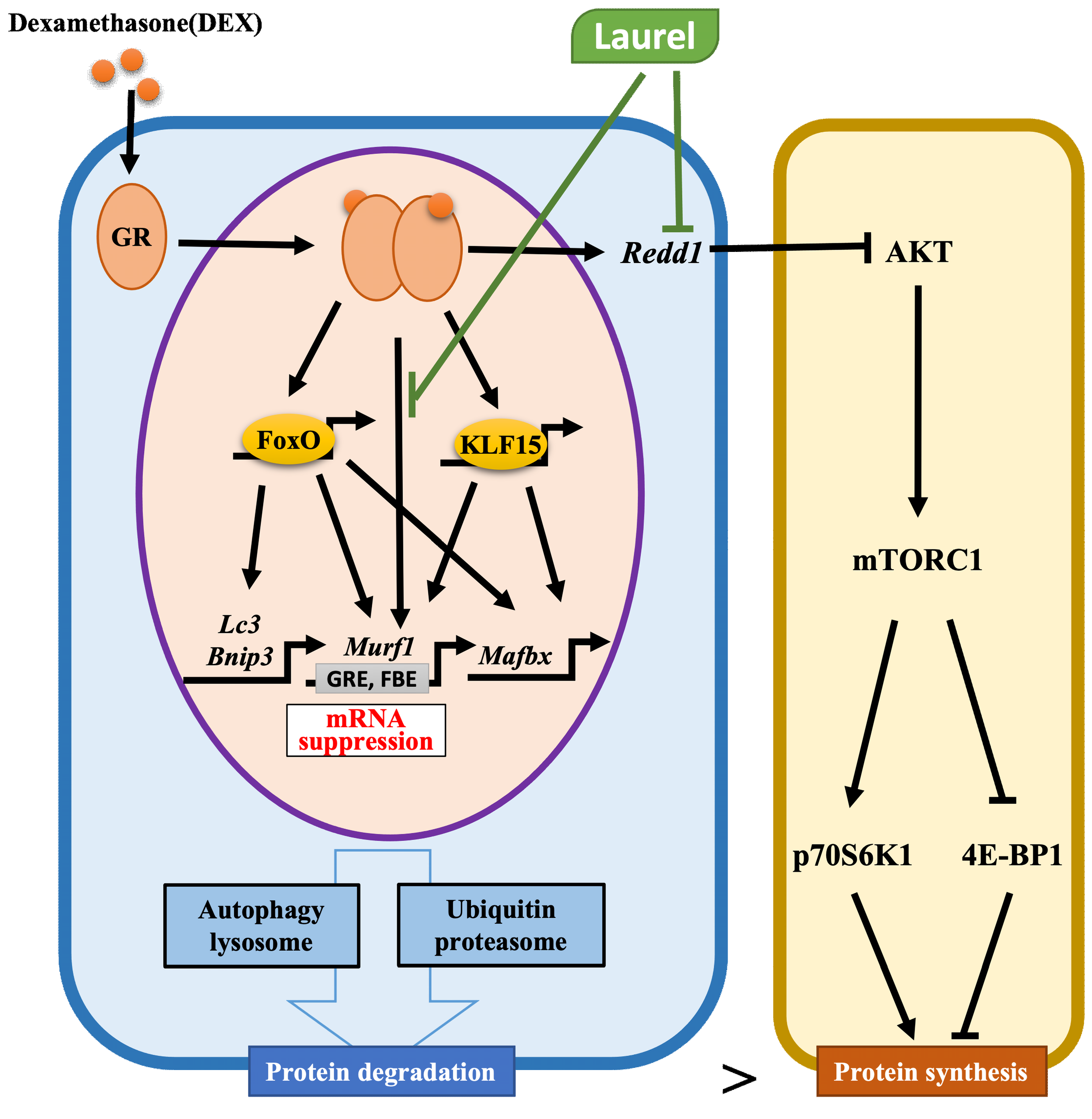 Nutrients 14 02029 g006 550