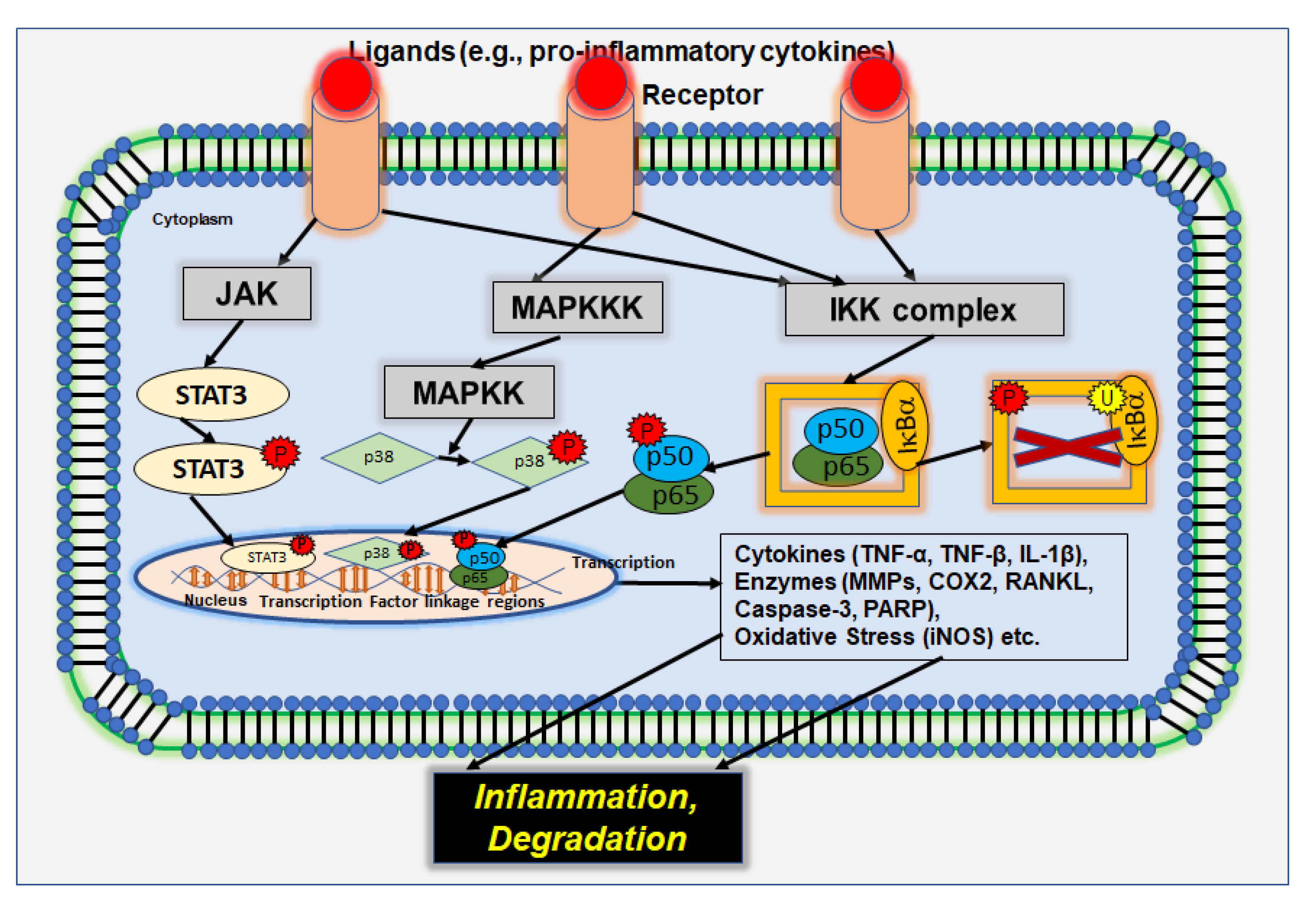 Nutrients 14 02030 g002 Nutrients 14 02030 g002