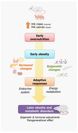 Nutrients Free Full-Text Litter Size Reduction as a Model of Overfeeding during Lactation and Its Consequences for the Development of Metabolic Diseases in the Offspring photo photo