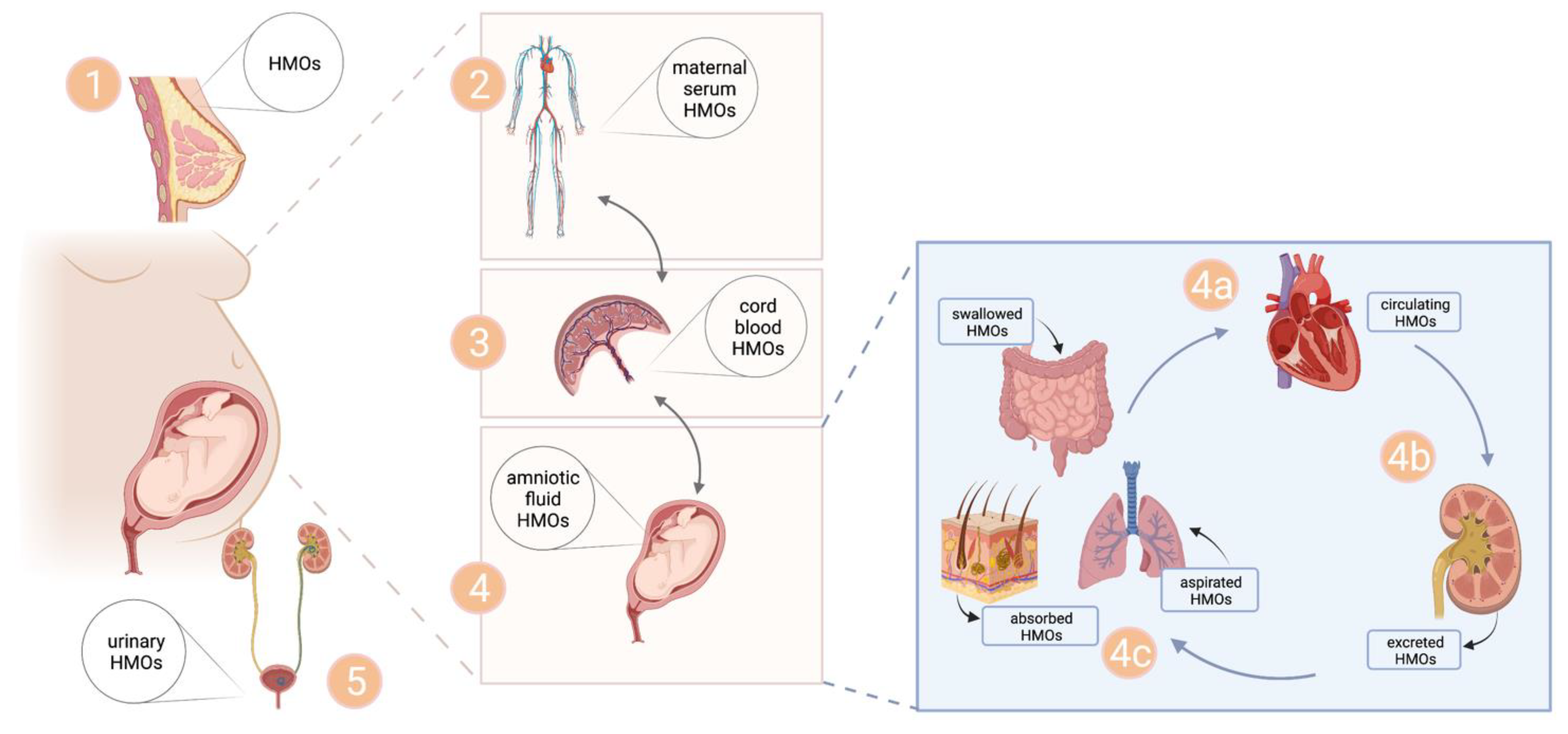 Nutrients 14 02065 g004 Nutrients 14 02065 g004