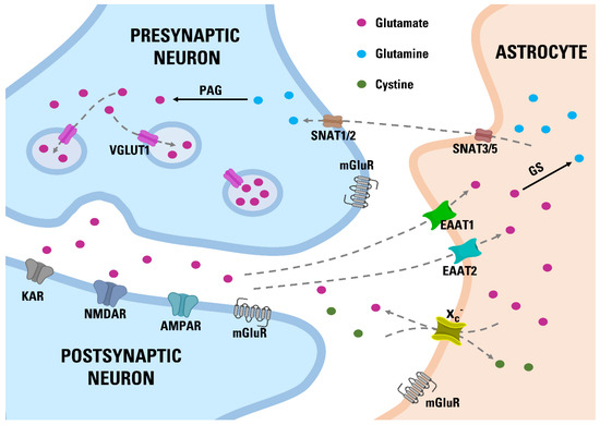 Disruption of Glutamate Homeostasis in the Brain of Rat Offspring
