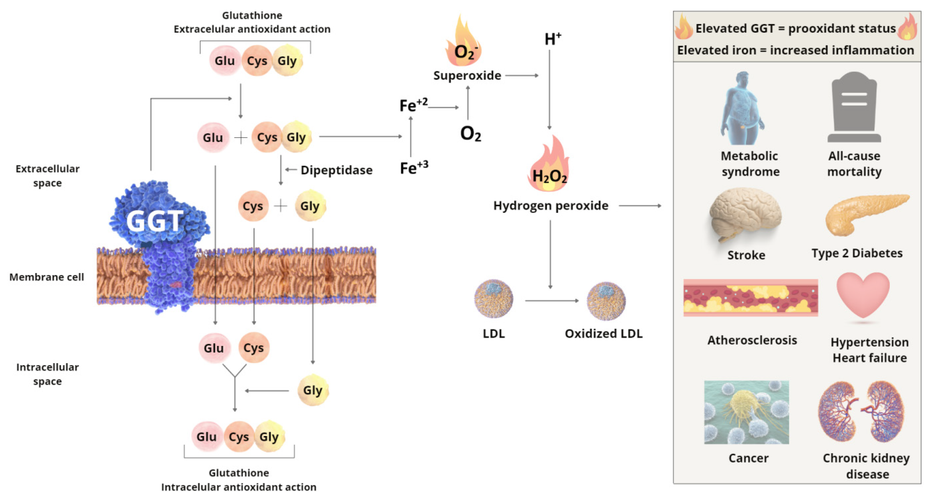 Nutrients 14 02204 g001 550