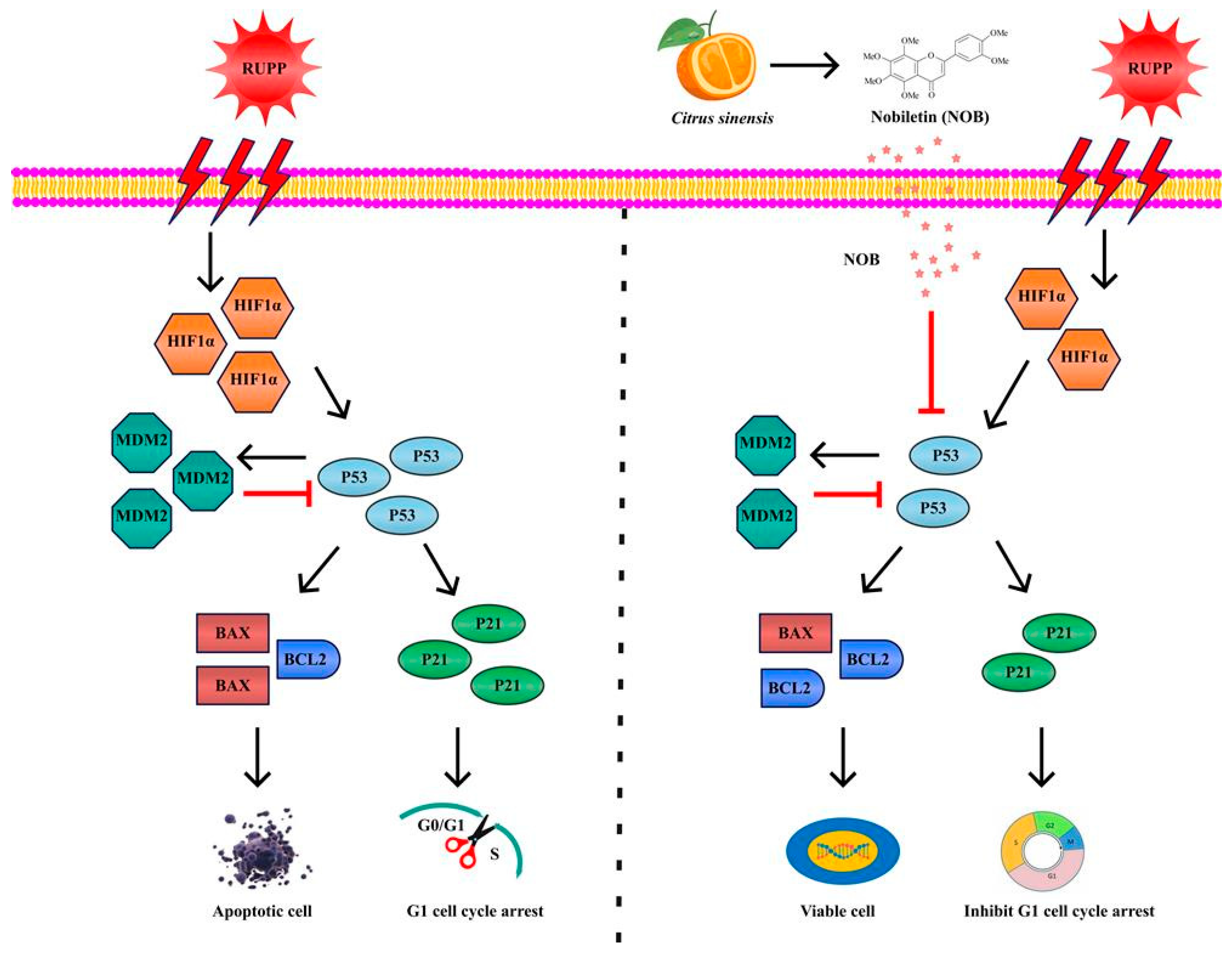 Nutrients 14 02332 g006