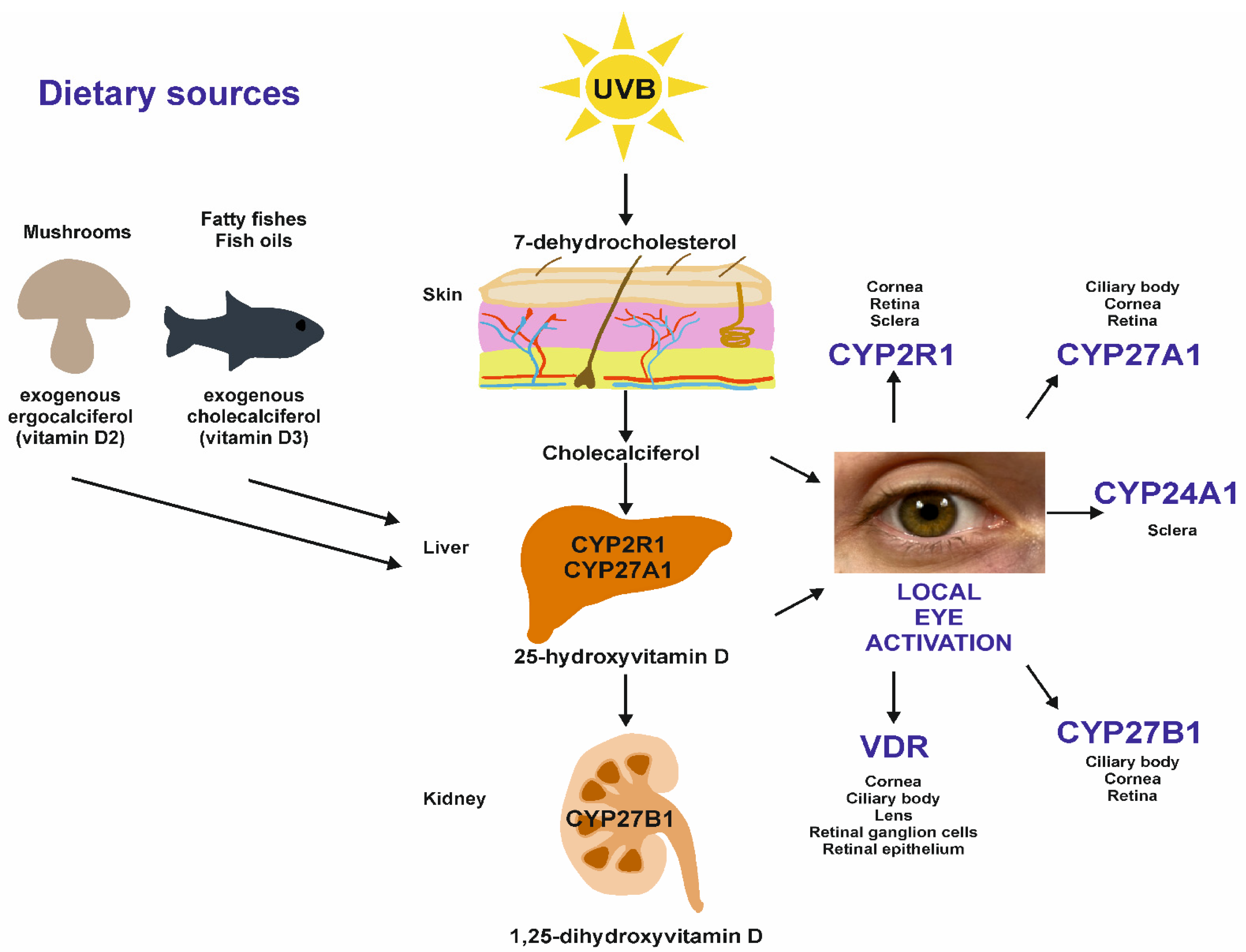 Supplementation with vitamin D and its analogs for treatment of endothelial  dysfunction and cardiovascular disease – ScienceOpen