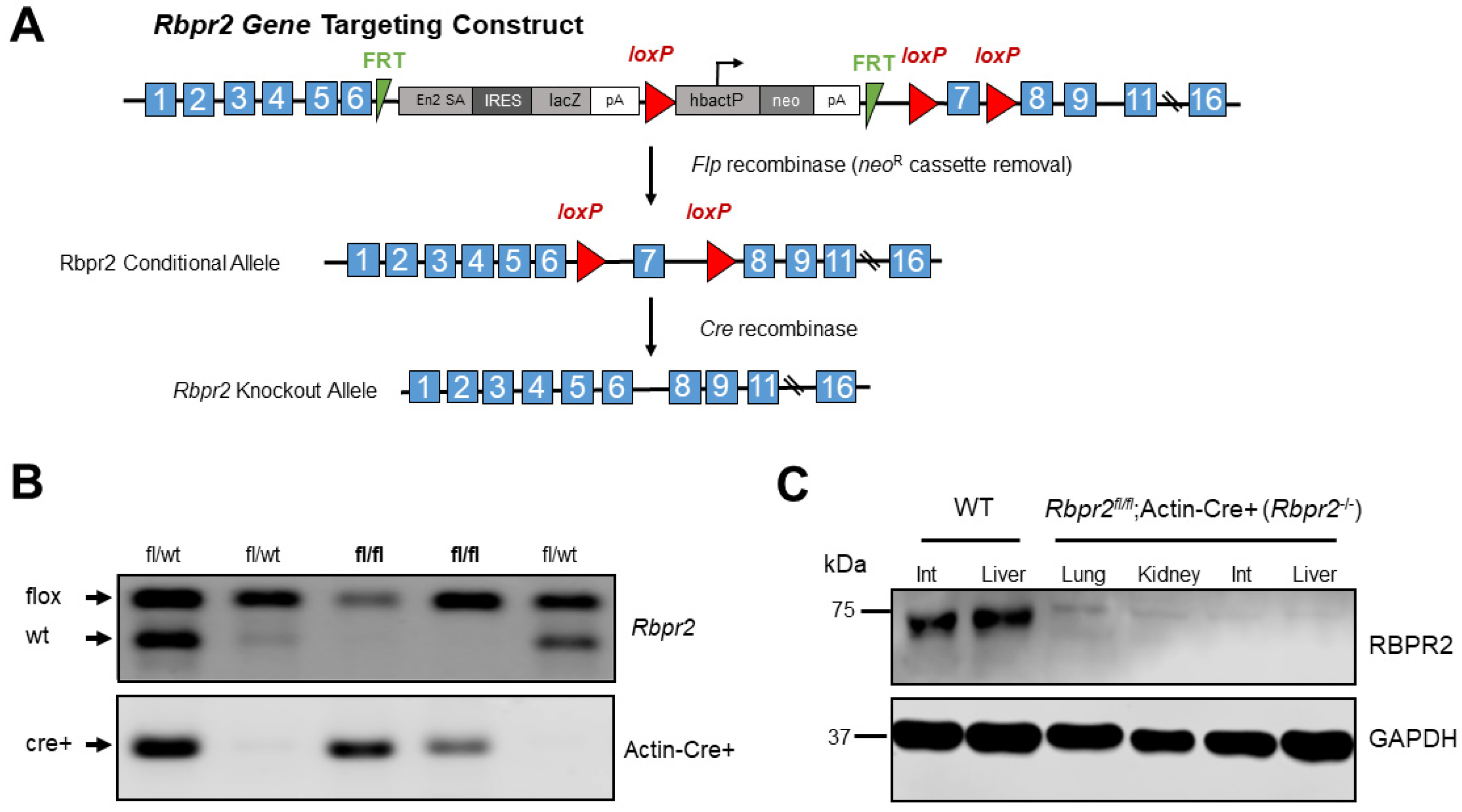 Nutrients 14 02371 g001 550