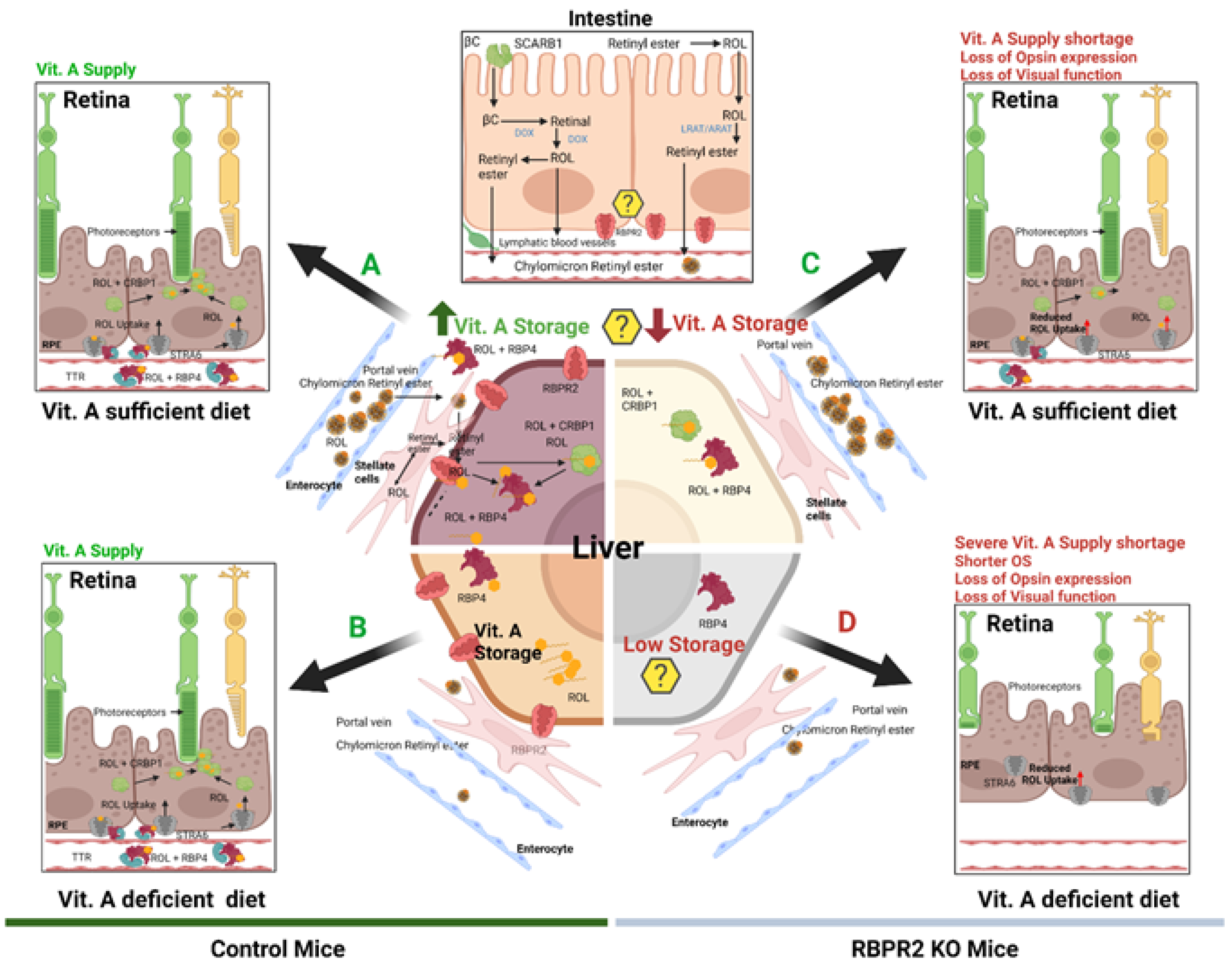 Nutrients 14 02371 g008 550