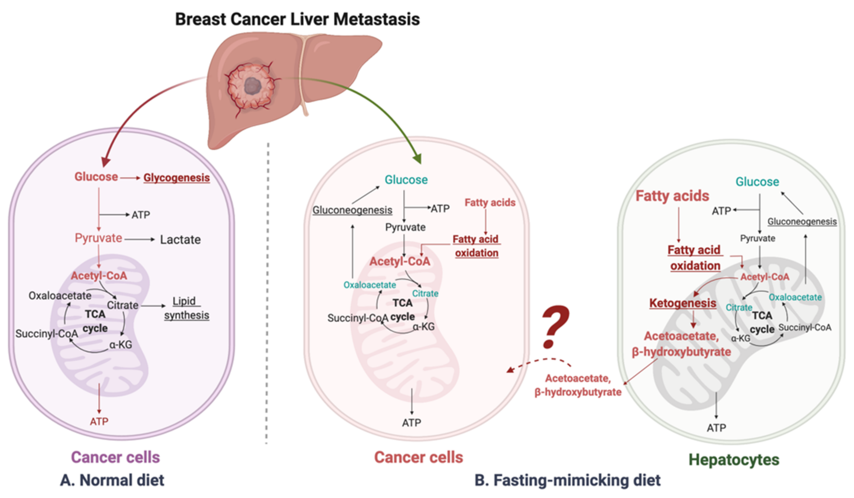 can breast cancer travel to the liver