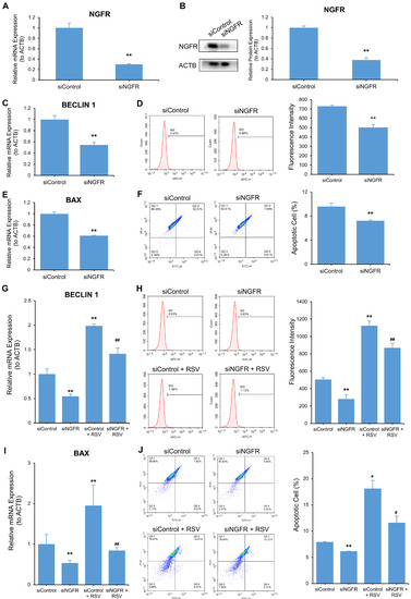 Resveratrol Induces Autophagy and Apoptosis in Non-Small-Cell Lung ...