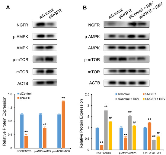 Resveratrol Induces Autophagy and Apoptosis in Non-Small-Cell Lung ...