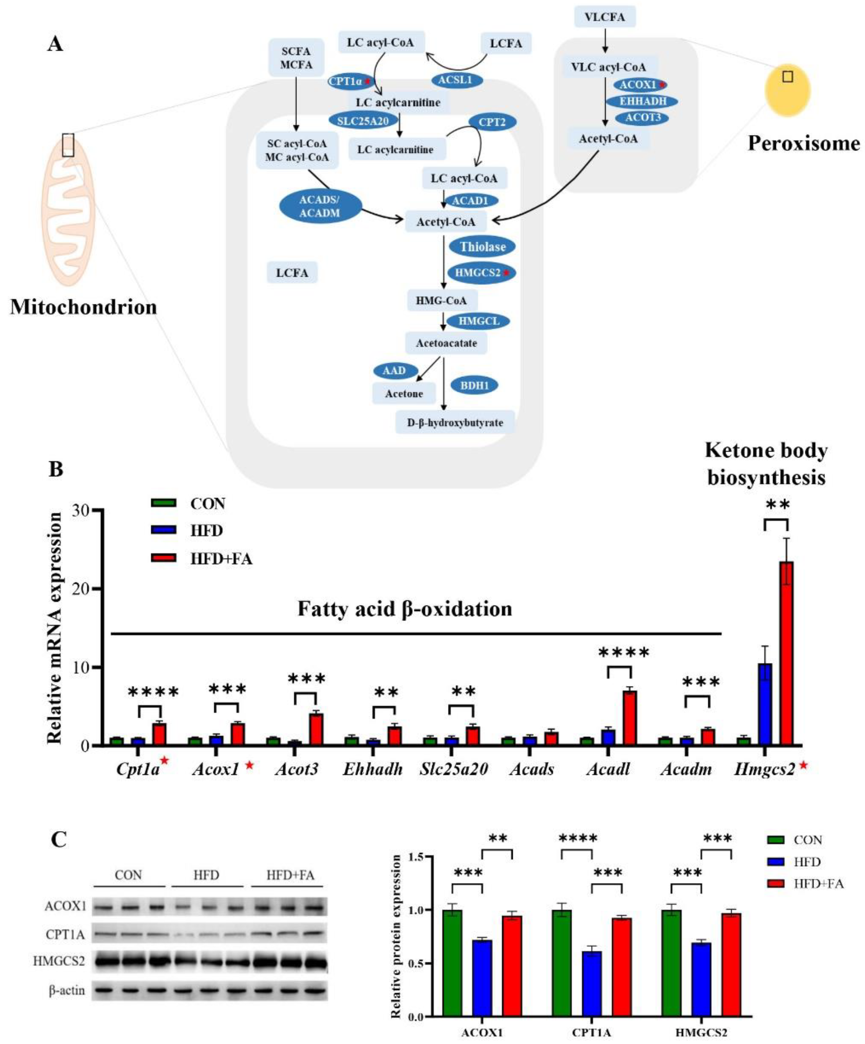 Nutrients 14 02530 g004 Nutrients 14 02530 g004