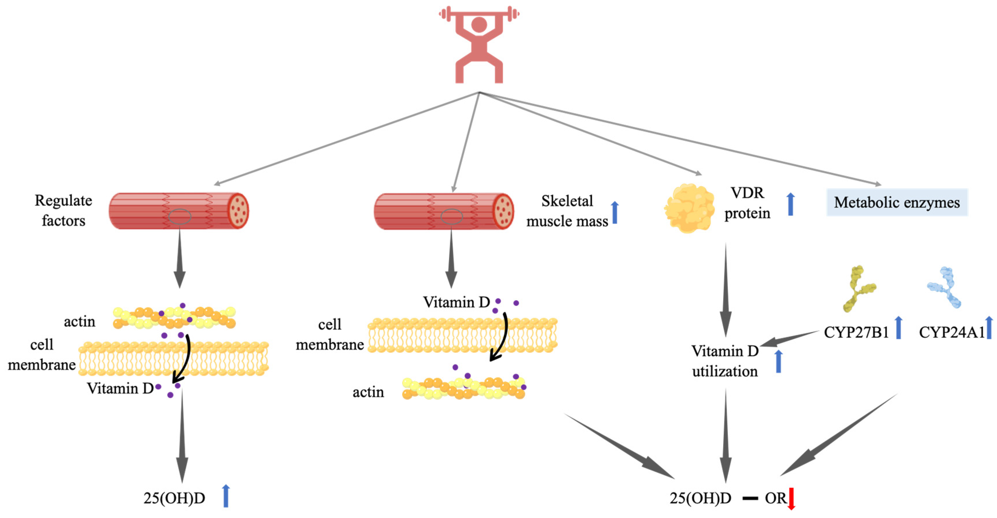 Nutrients 14 02652 g002 Nutrients 14 02652 g002