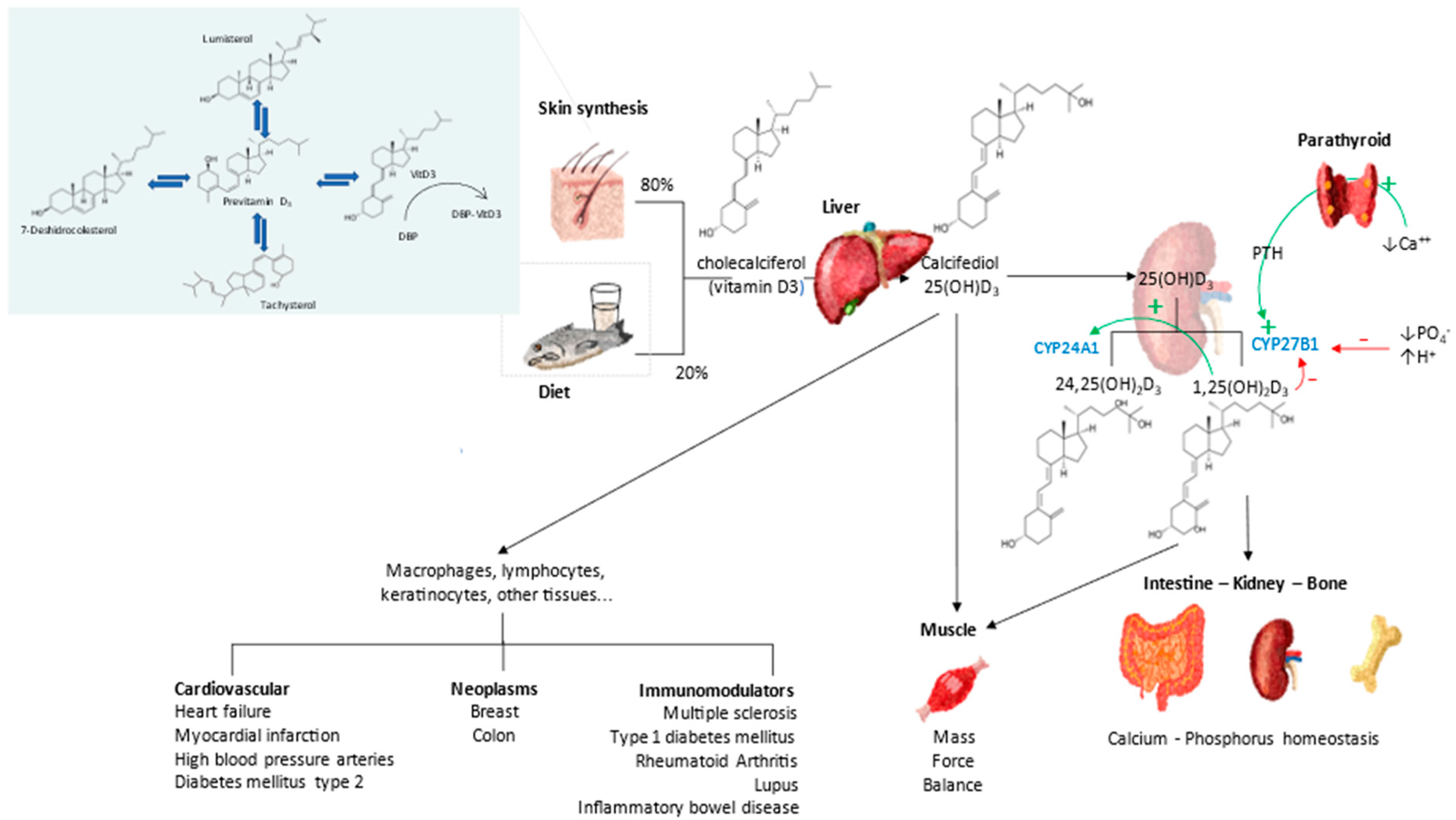 Nutrients 14 02716 g002