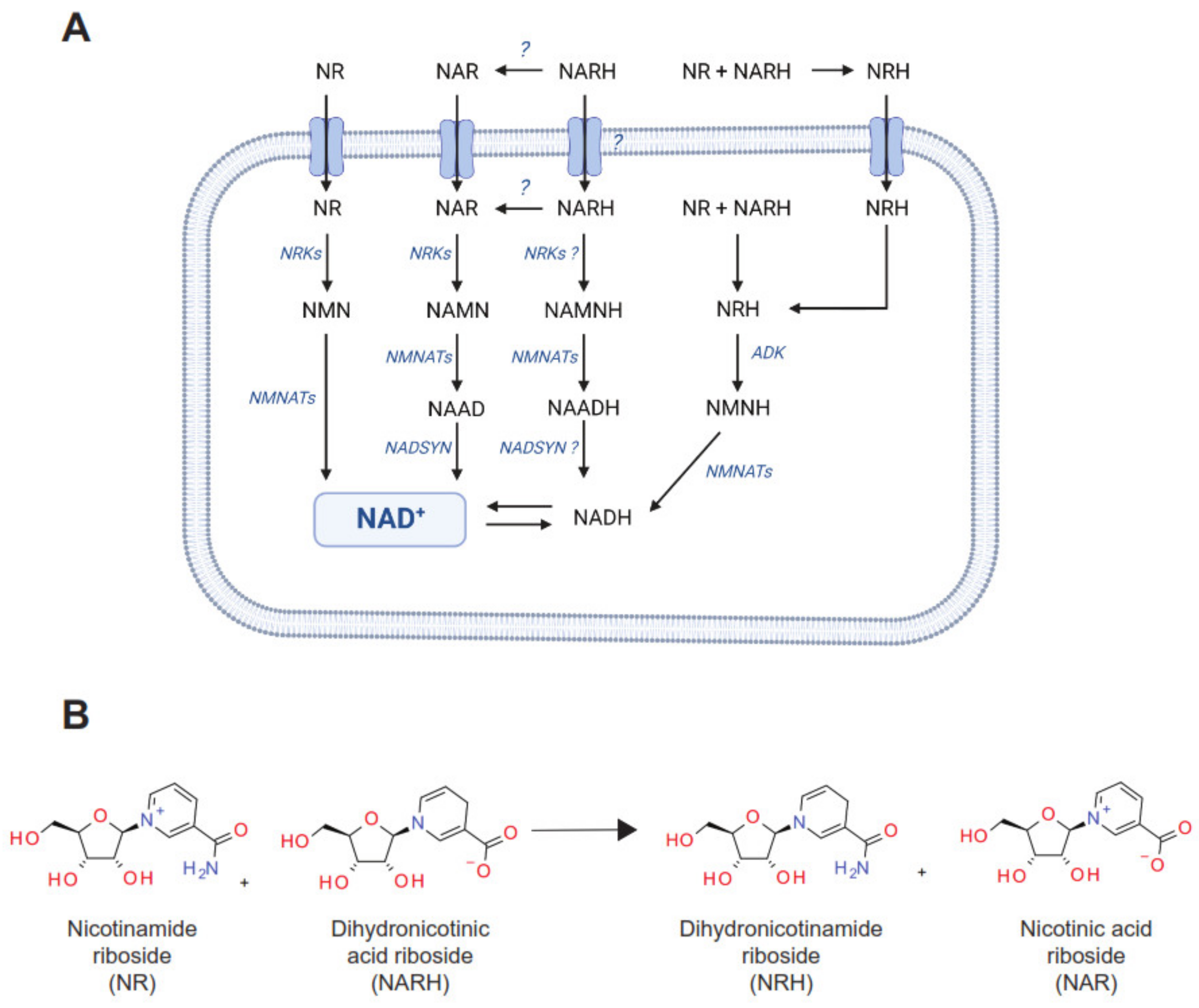 Nutrients 14 02752 g007 550