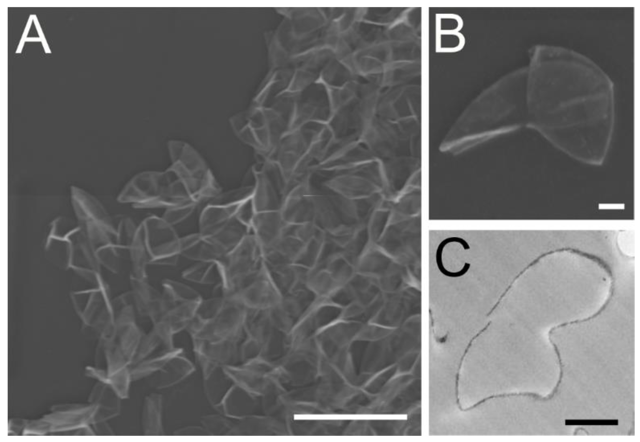 Nutrients 14 02901 g001