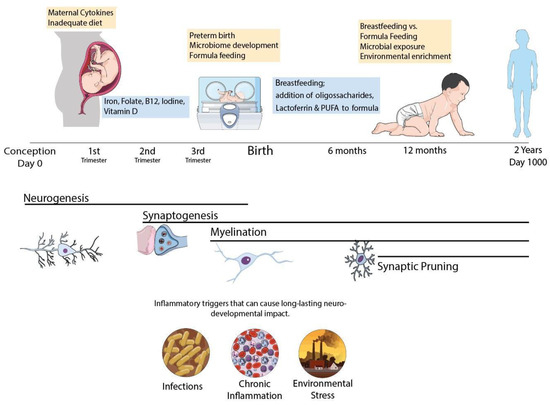 Neuroprotective Role of Lactoferrin during Early Brain