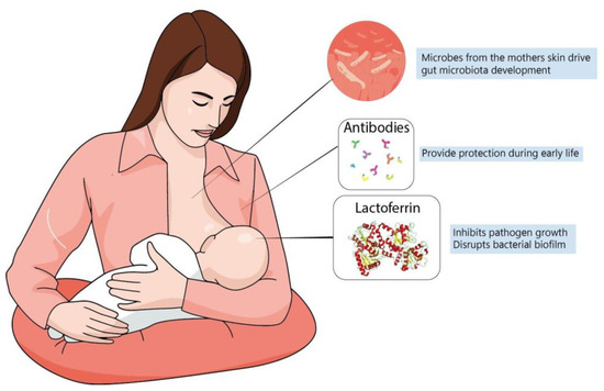 Neuroprotective Role of Lactoferrin during Early Brain