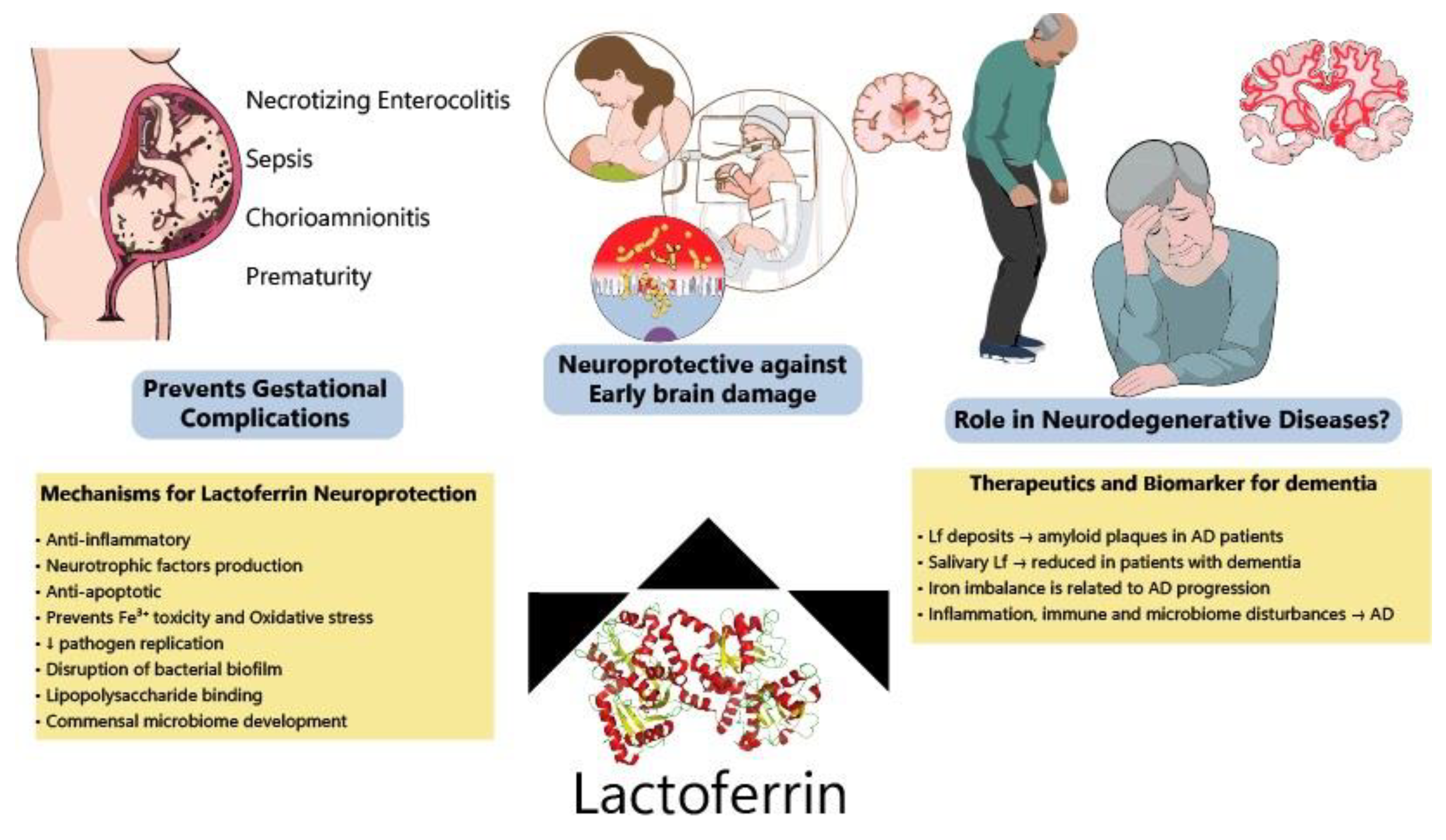 Neuroprotective Role of Lactoferrin during Early Brain