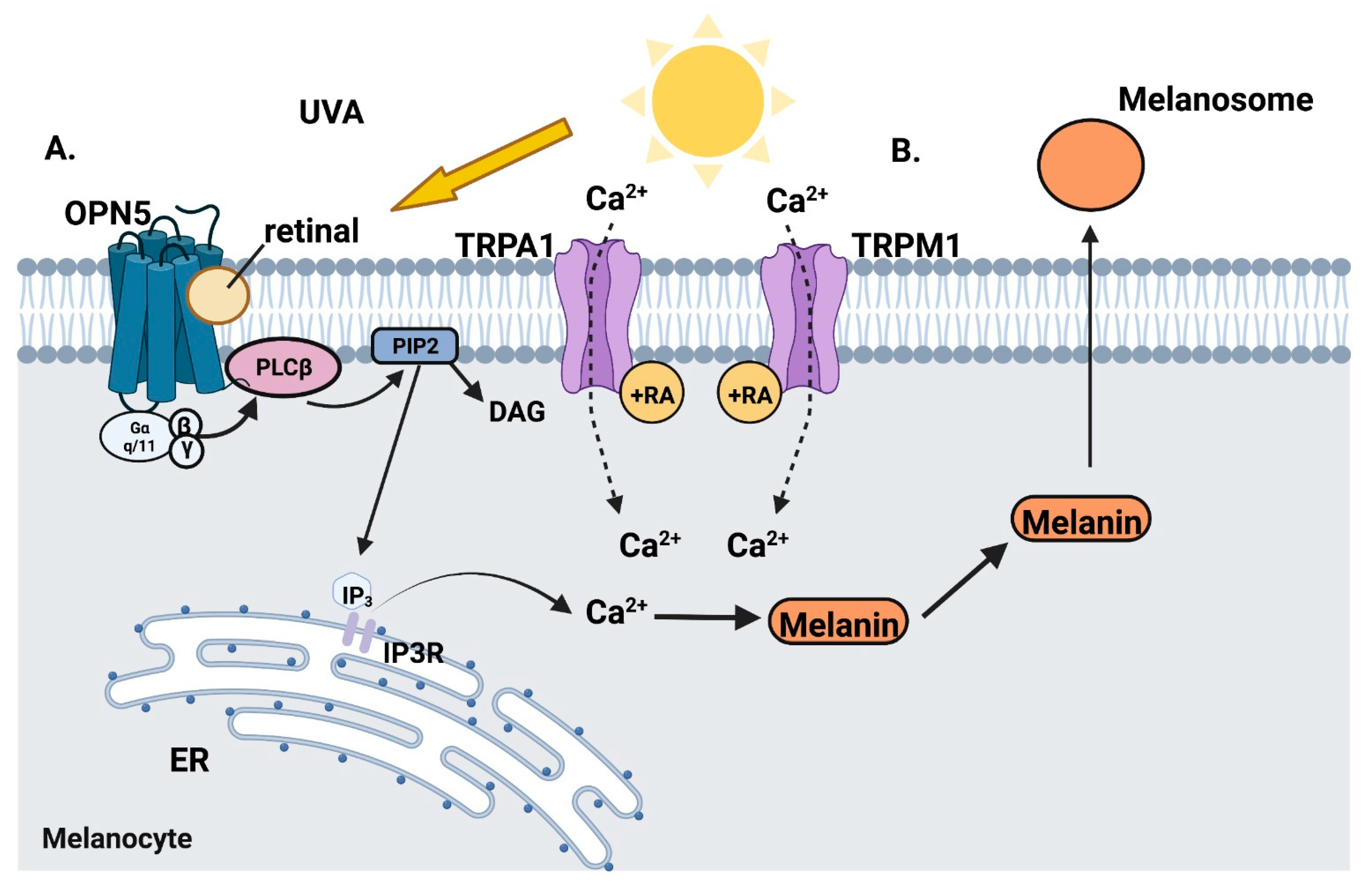 Vitamin A in Skin and Hair: An Update