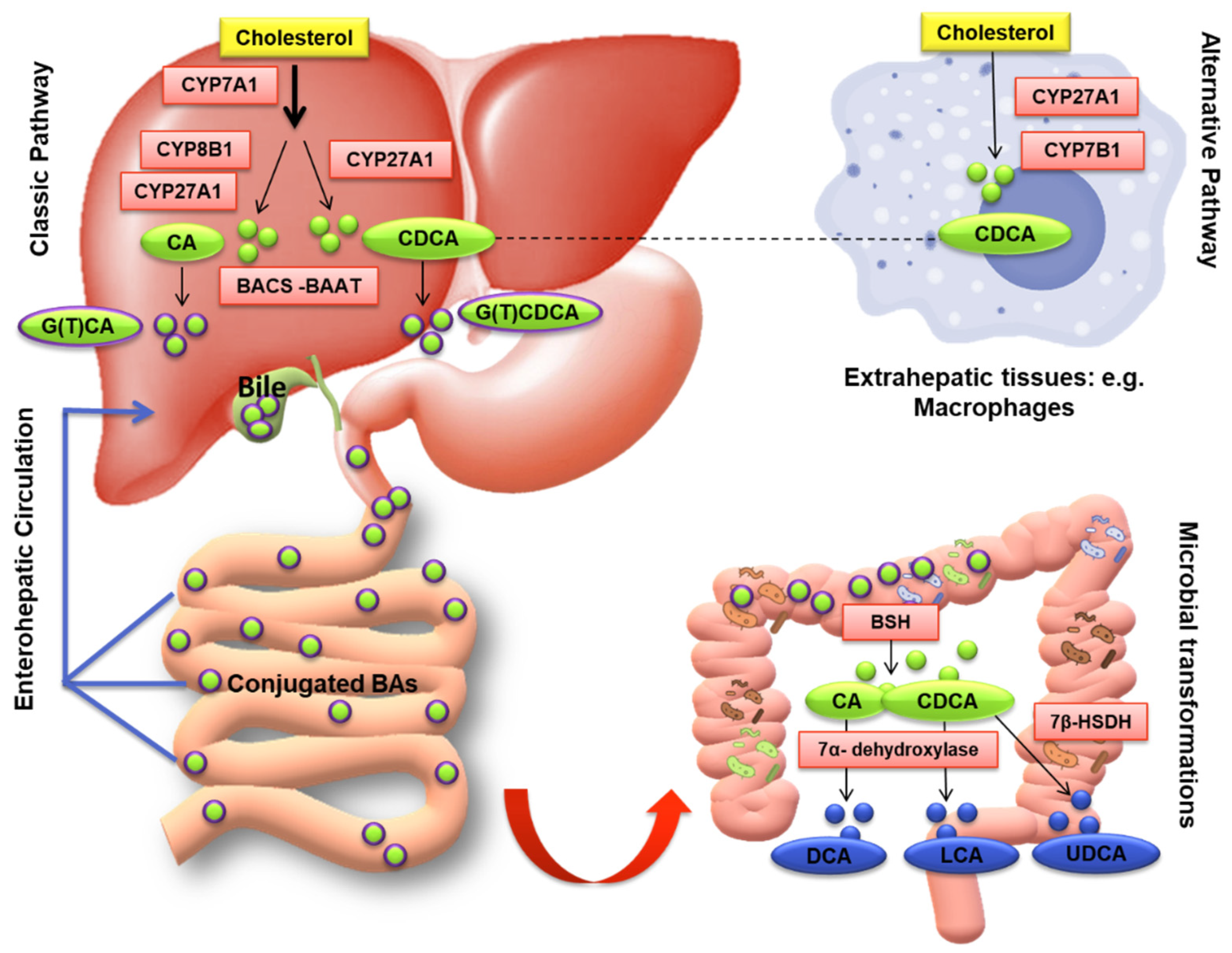Nutrients 14 02964 g003