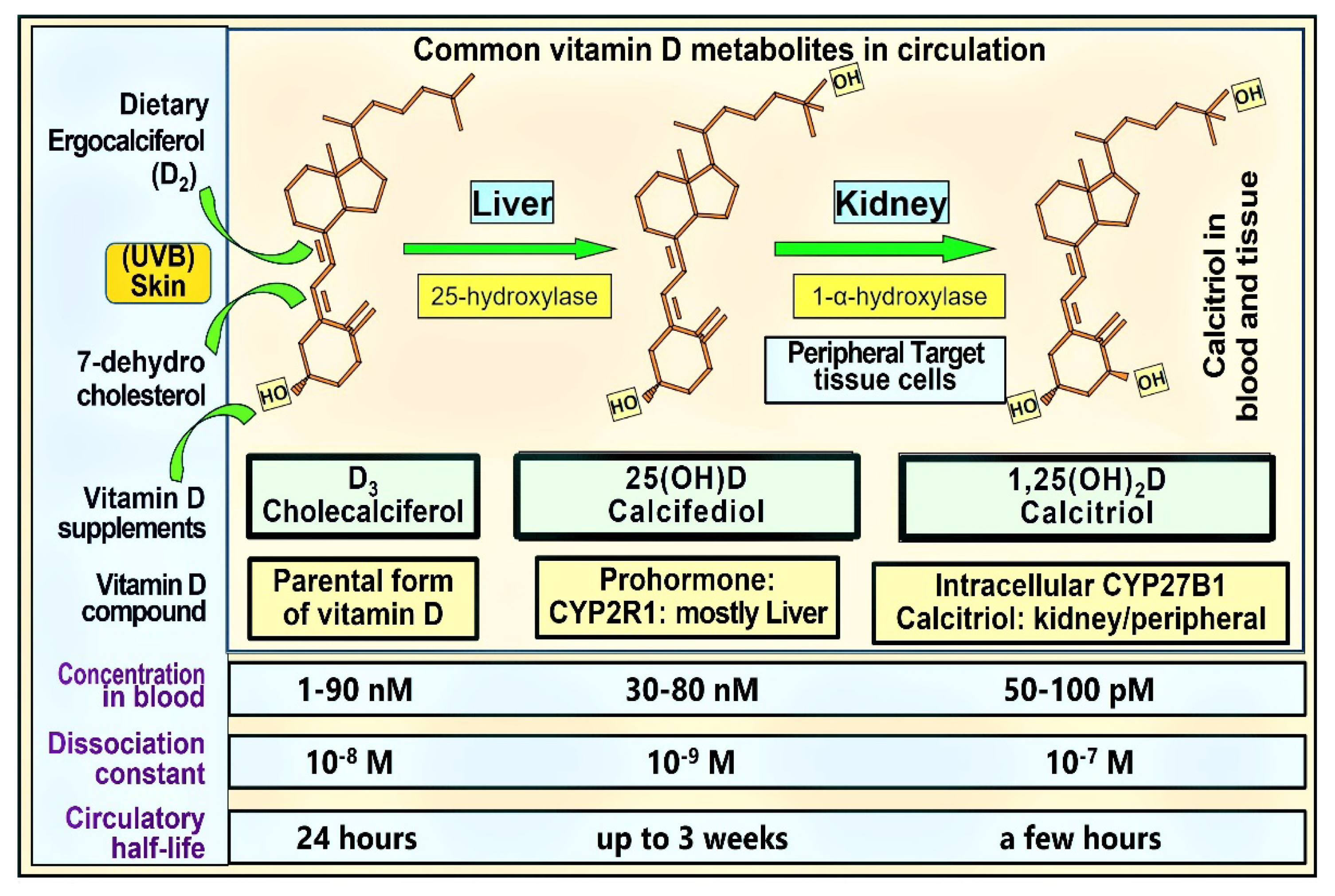 Nutrients 14 02997 g001 Nutrients 14 02997 g001