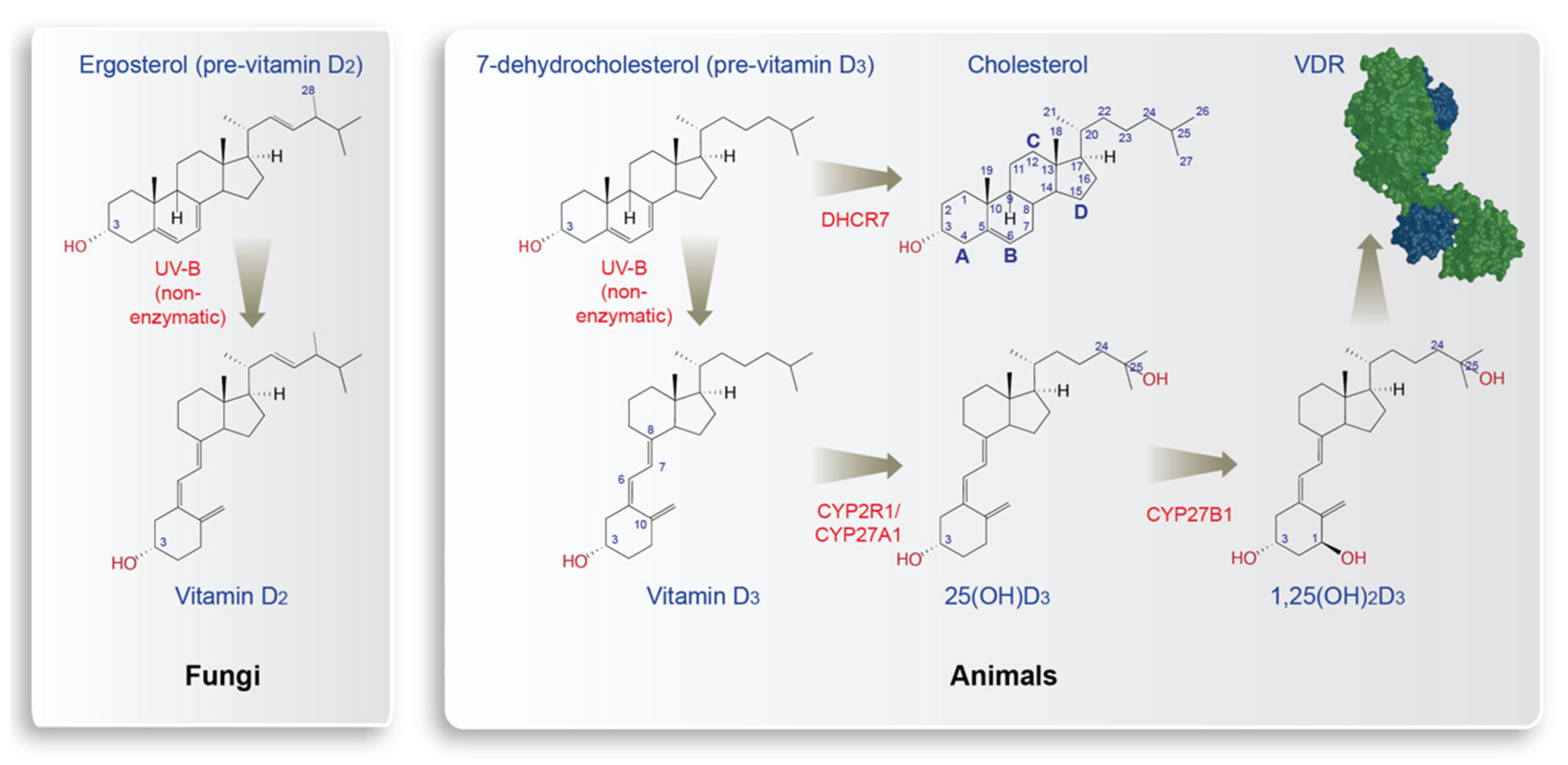 Nutrients | Free Full-Text | Vitamin D in the Context of Evolution Nutrients | Free Full-Text | Vitamin D in the Context of Evolution