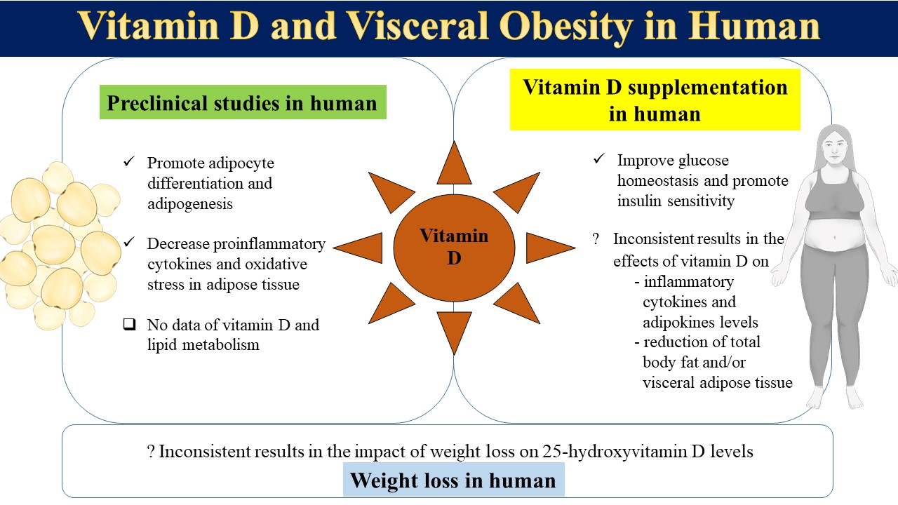 Nutrients Free FullText Vitamin D and Visceral Obesity in Humans