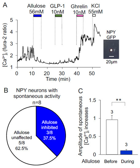 glp 1 allulose d-Allulose Inhibits Ghrelin-Responsive, Glucose-Sensitive and Neuropeptide  Y Neurons in the Arcuate Nucleus and Central Injection Suppresses  Appetite-Associated Food Intake in Mice