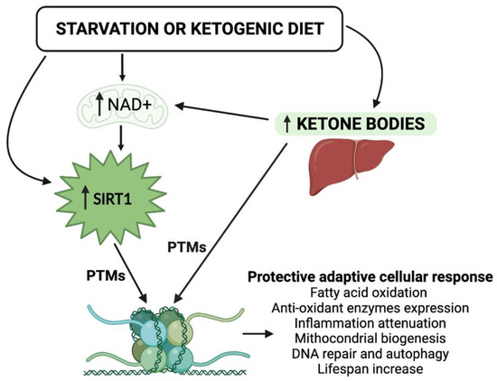 Ketone Bodies and SIRT1, Synergic Epigenetic Regulators for 