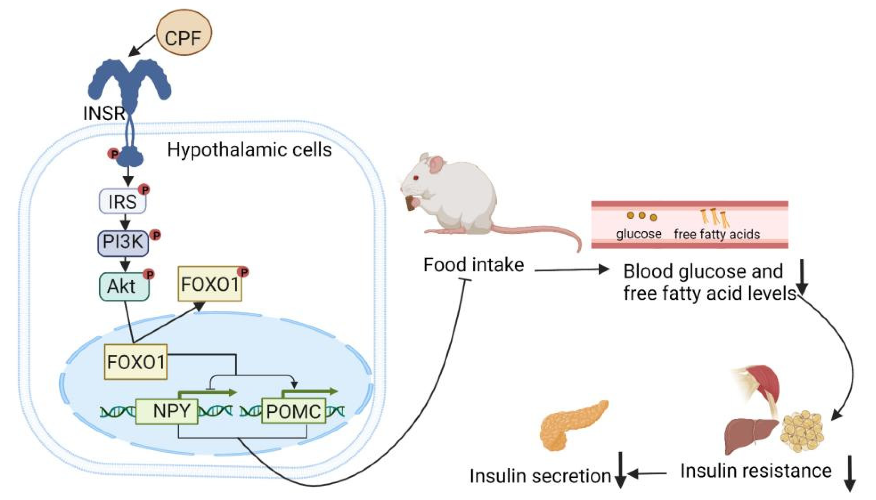 Nutrients 14 03169 g002 Nutrients 14 03169 g002