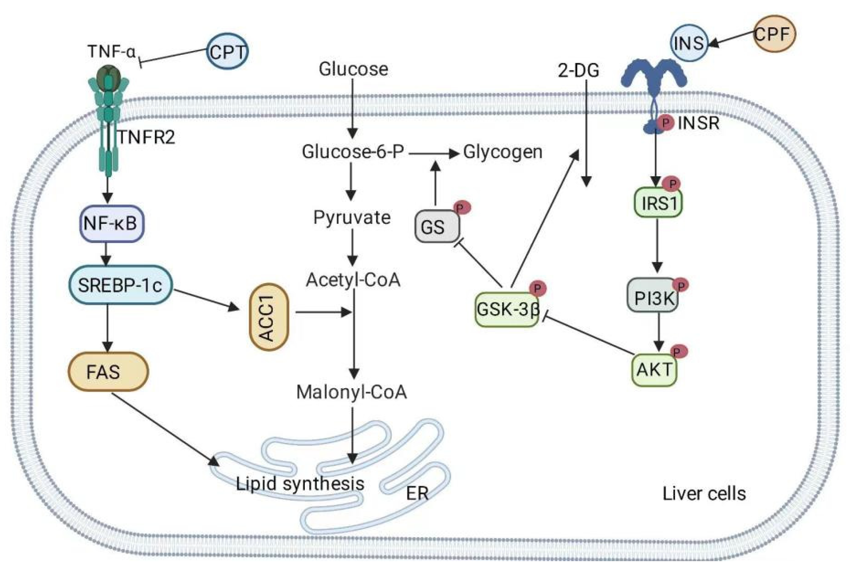 Nutrients 14 03169 g003 Nutrients 14 03169 g003
