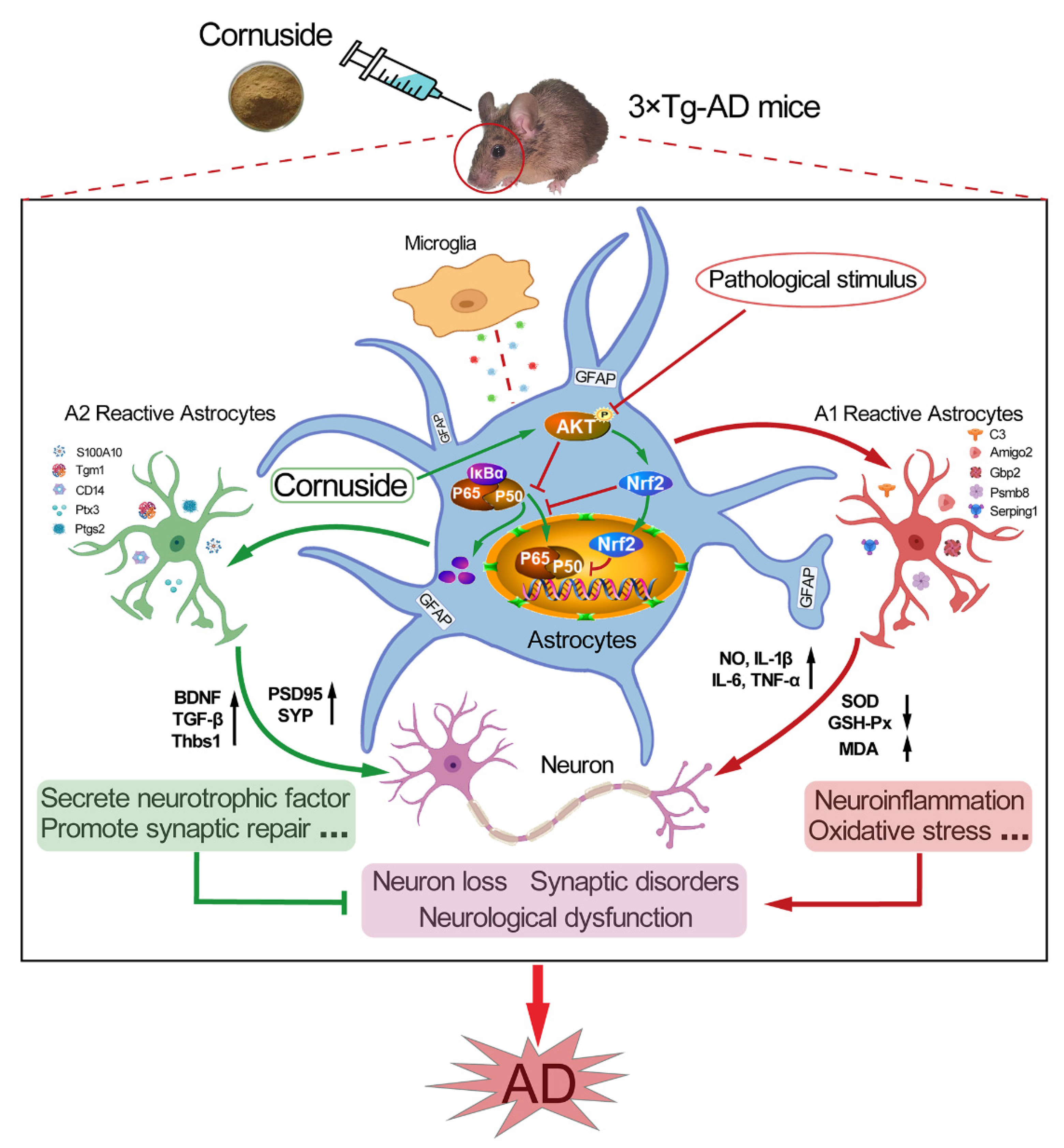 Nutrients 14 03179 g011 Nutrients 14 03179 g011