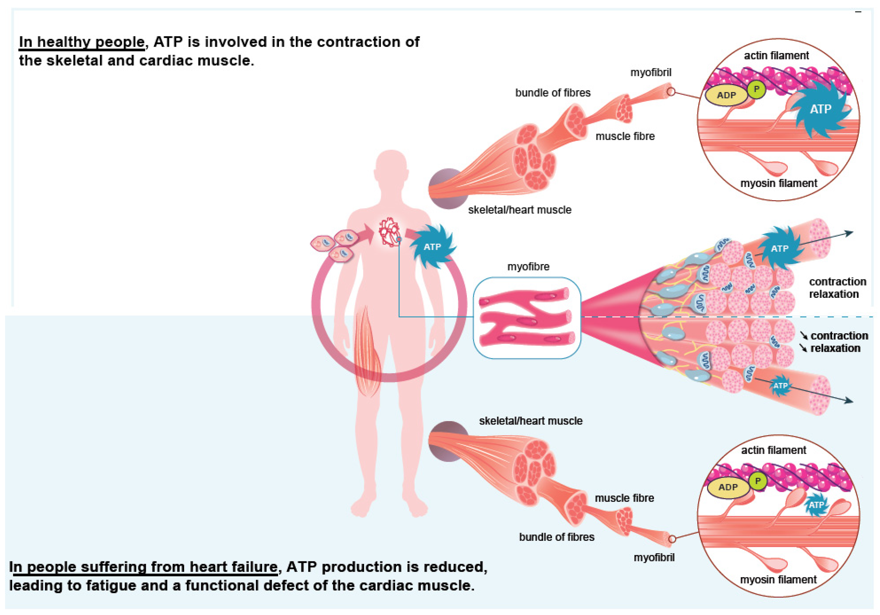 Nutrients 14 03214 g001 550