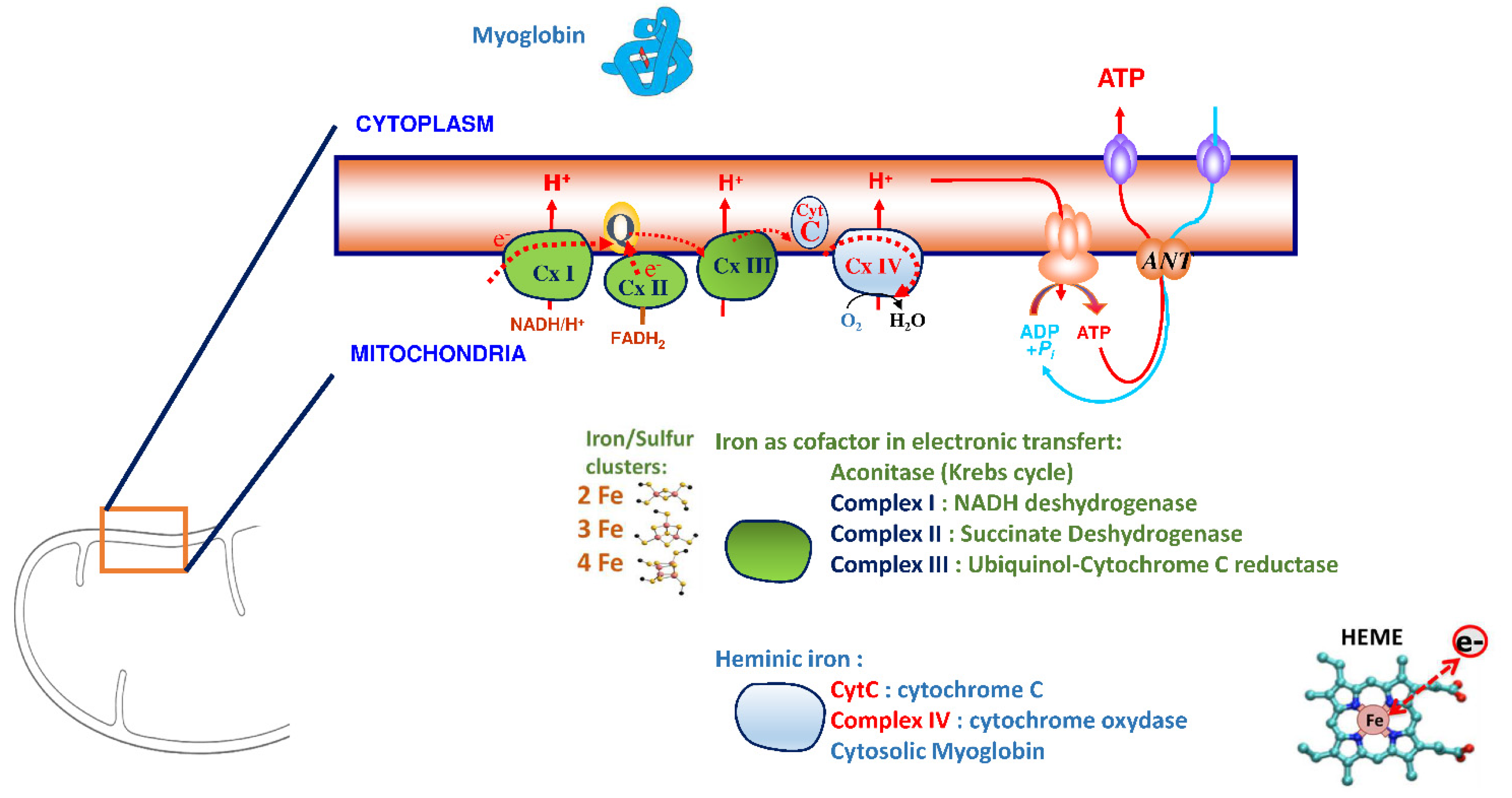 Nutrients 14 03214 g002 550