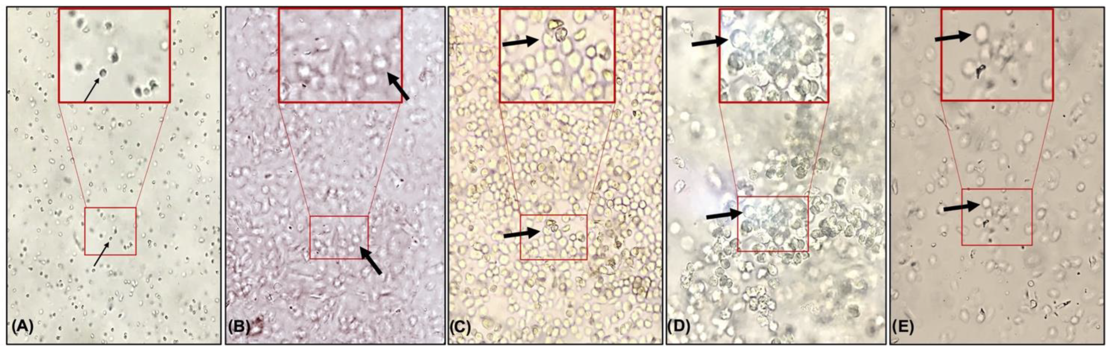 Nutrients 14 03238 g002 Nutrients 14 03238 g002