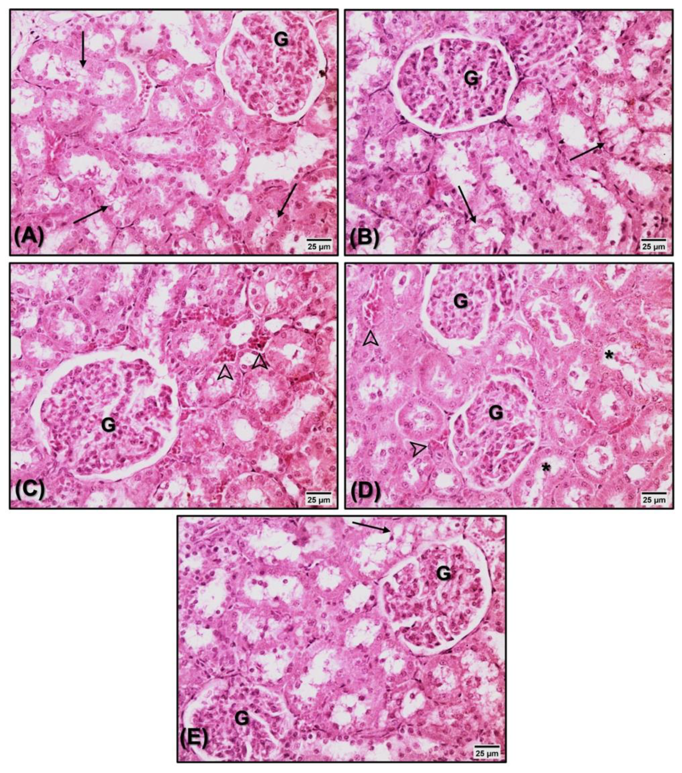 Nutrients 14 03238 g006 Nutrients 14 03238 g006