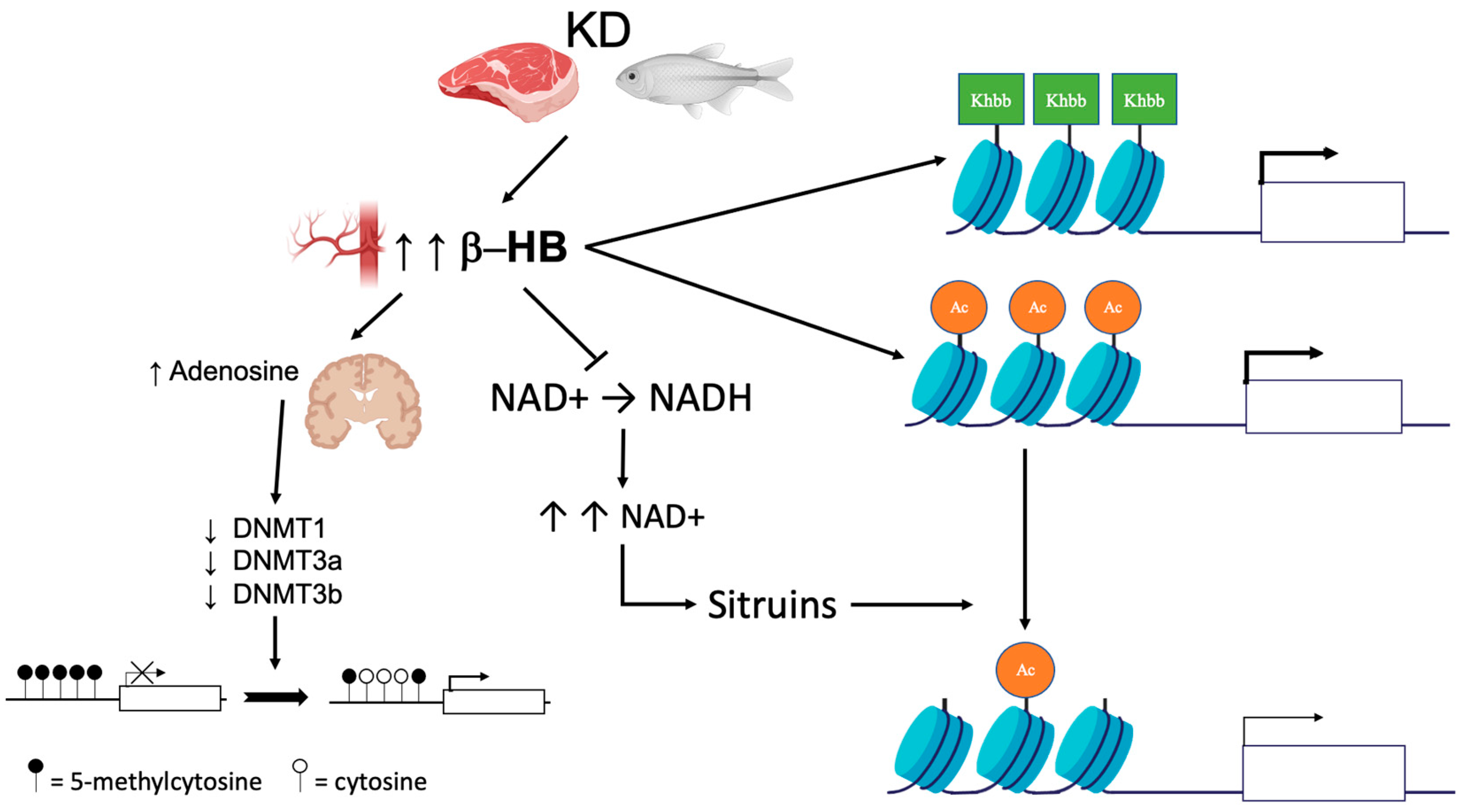 Nutrients 14 03245 g001