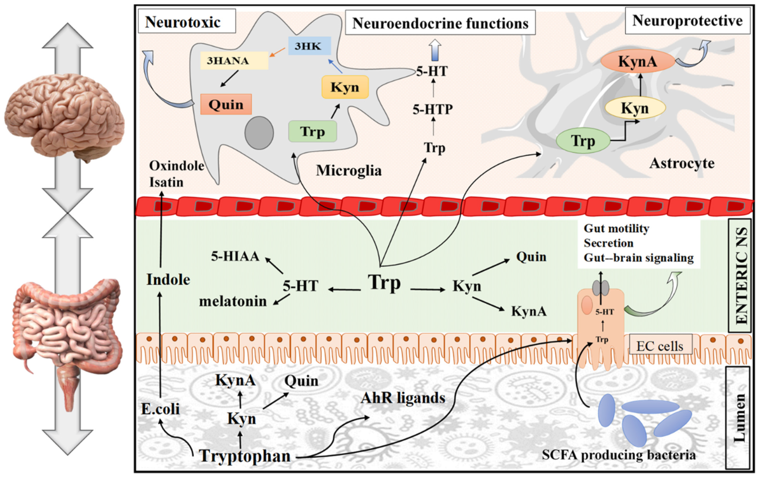 Nutrients 14 03270 g002