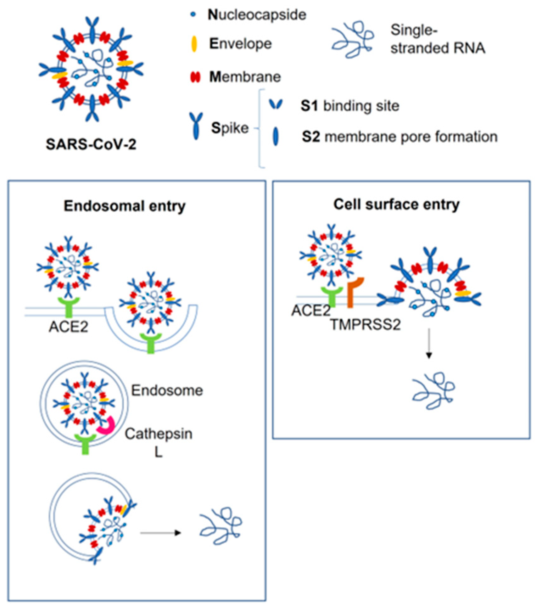 Nutrients 14 03303 g001 550